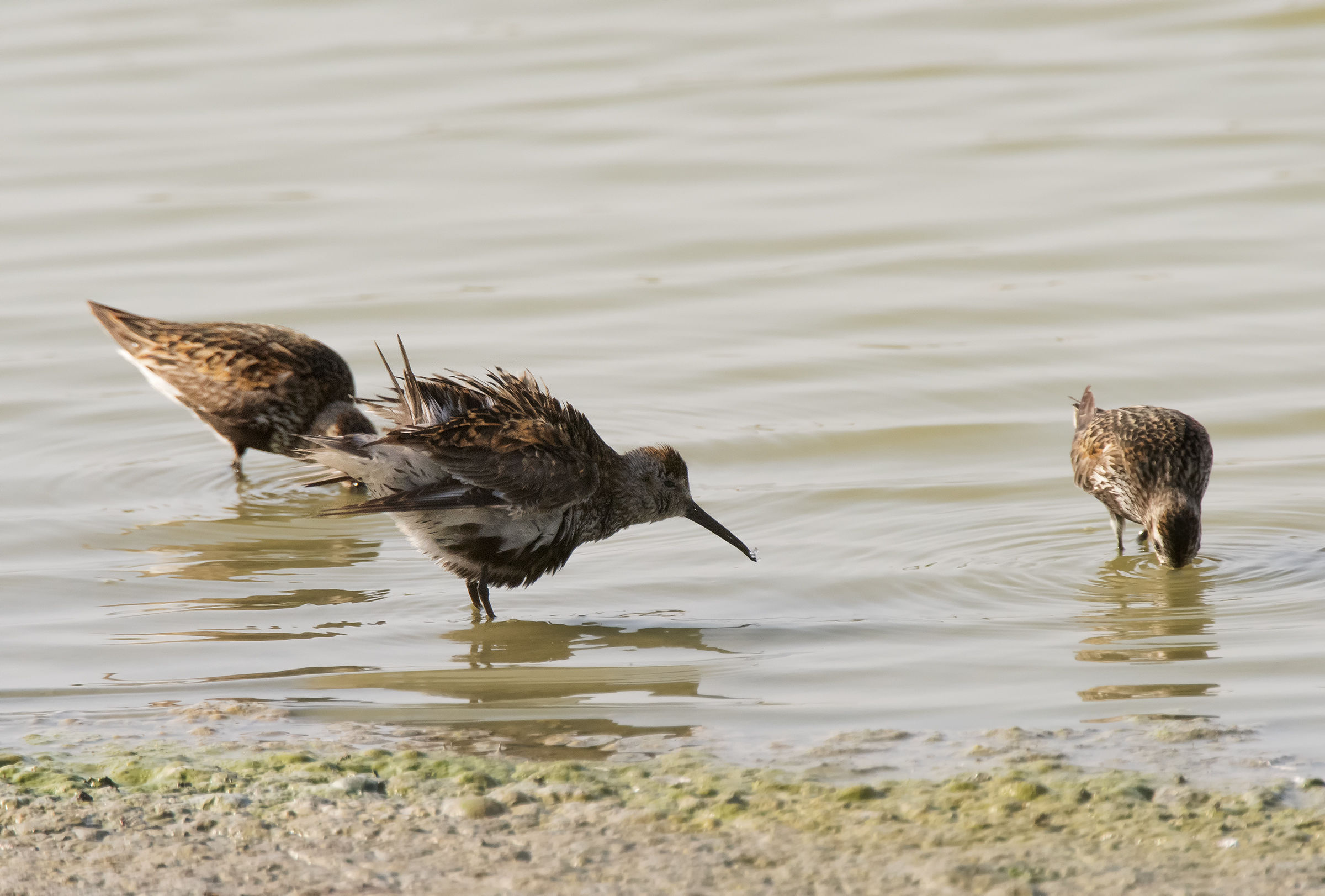 Piovanello pancianera arruffato