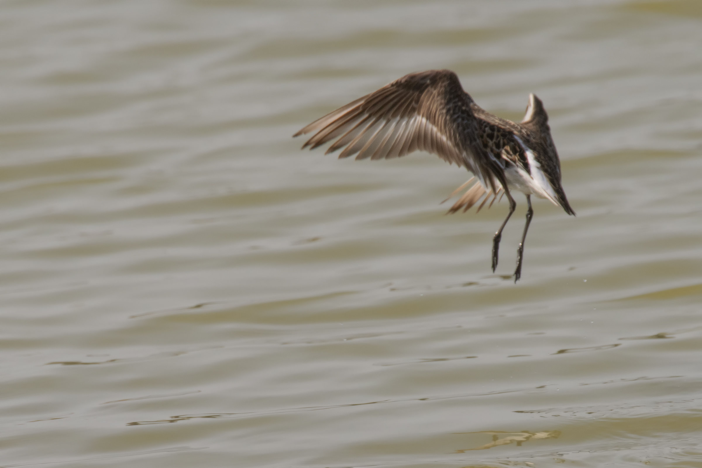 Piovanello pancianera in landing