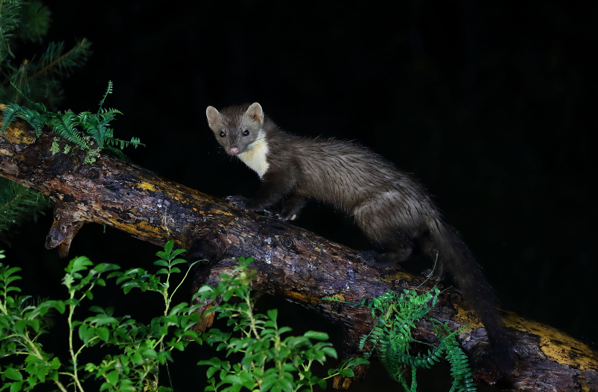beech marten