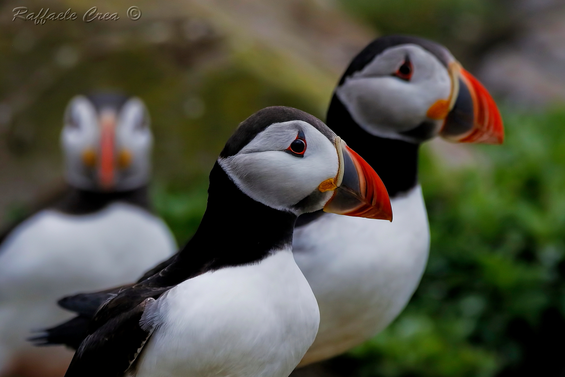 Puffin: Colors