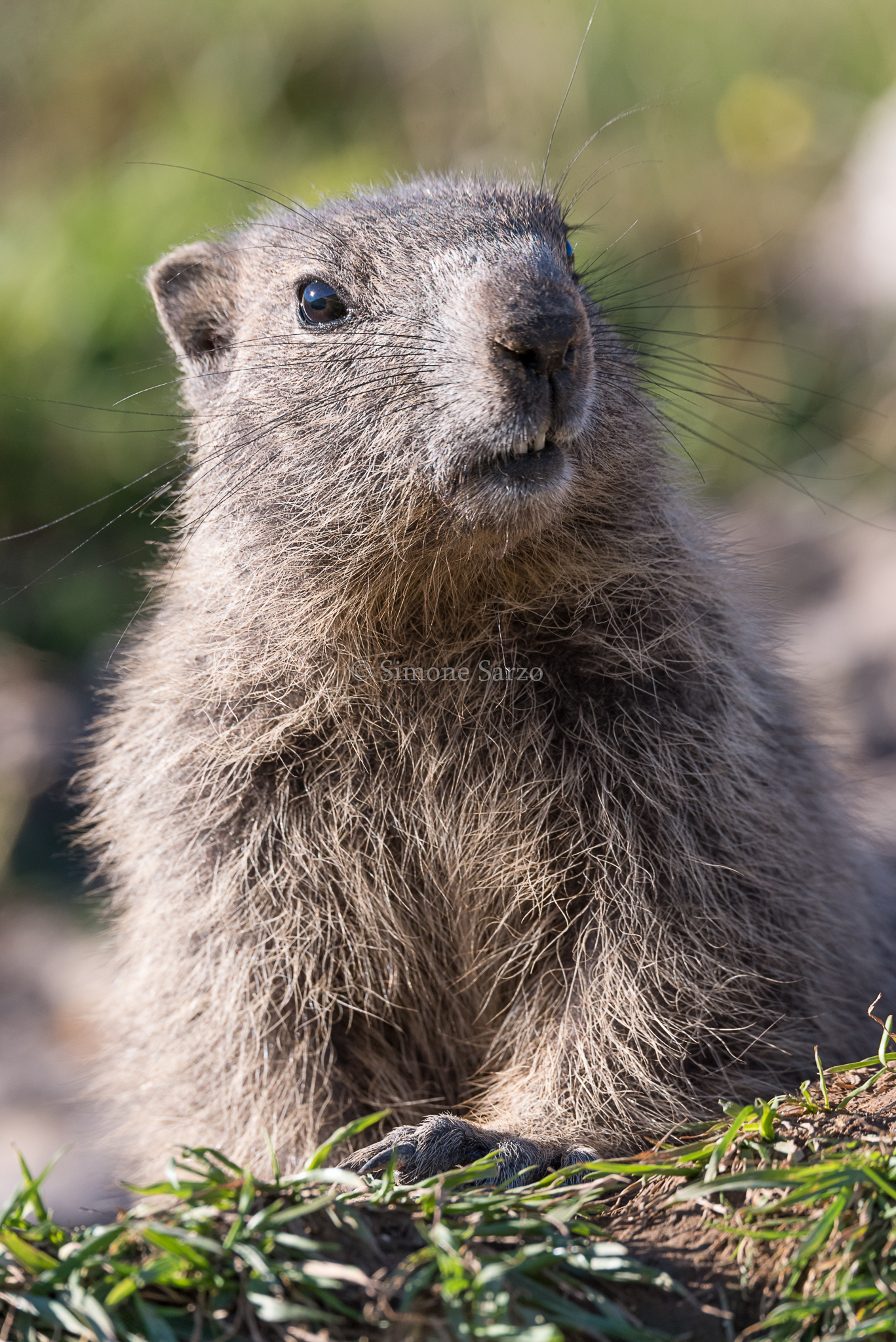 Young marmot