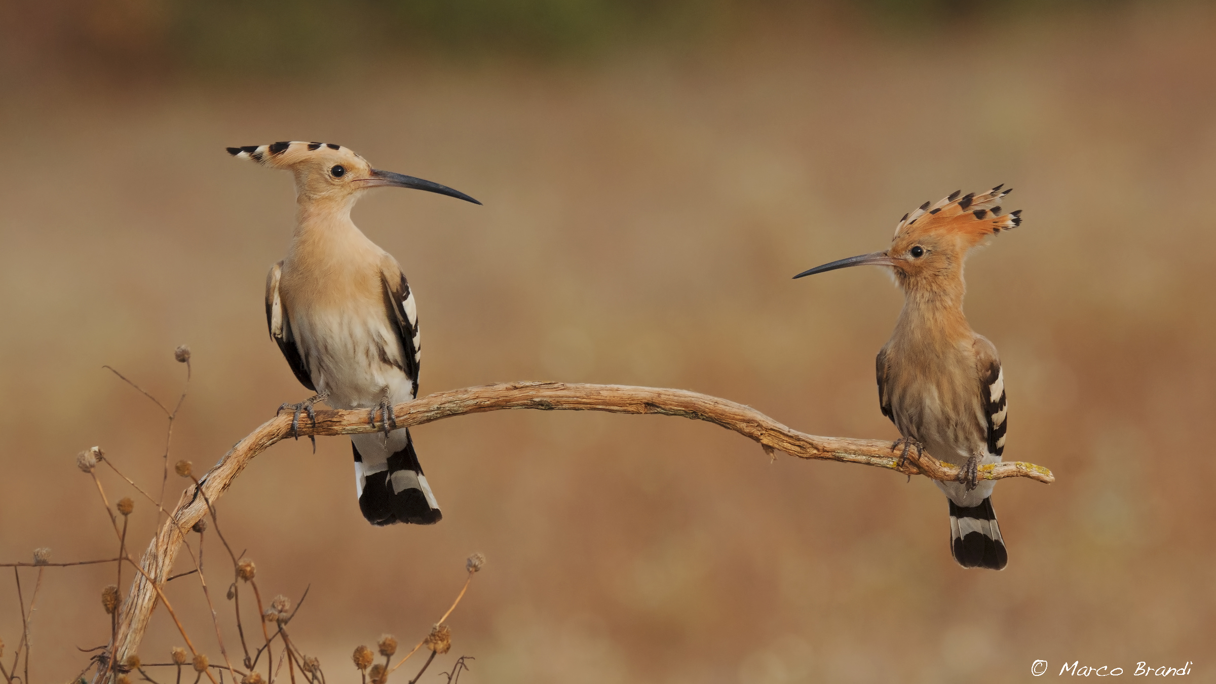 Adulto e giovane a confronto
