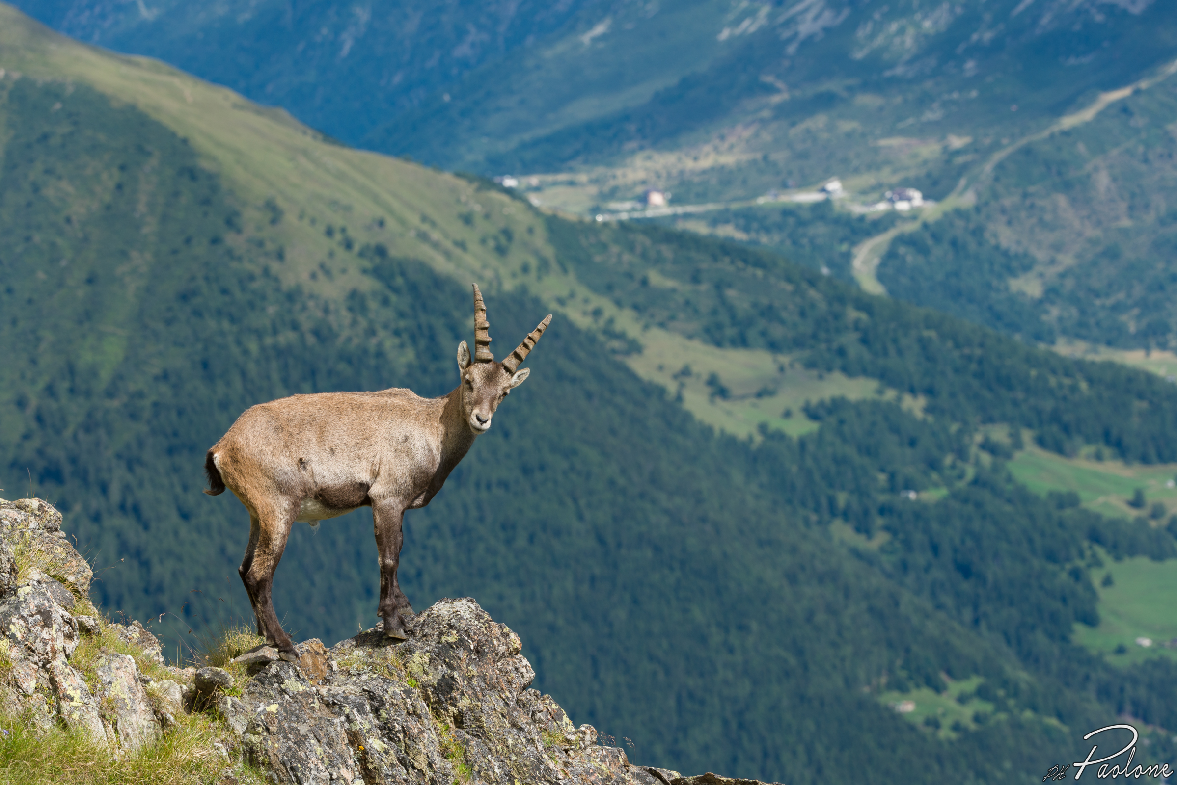 Stambecco con il passo del Tonale sullo sfondo