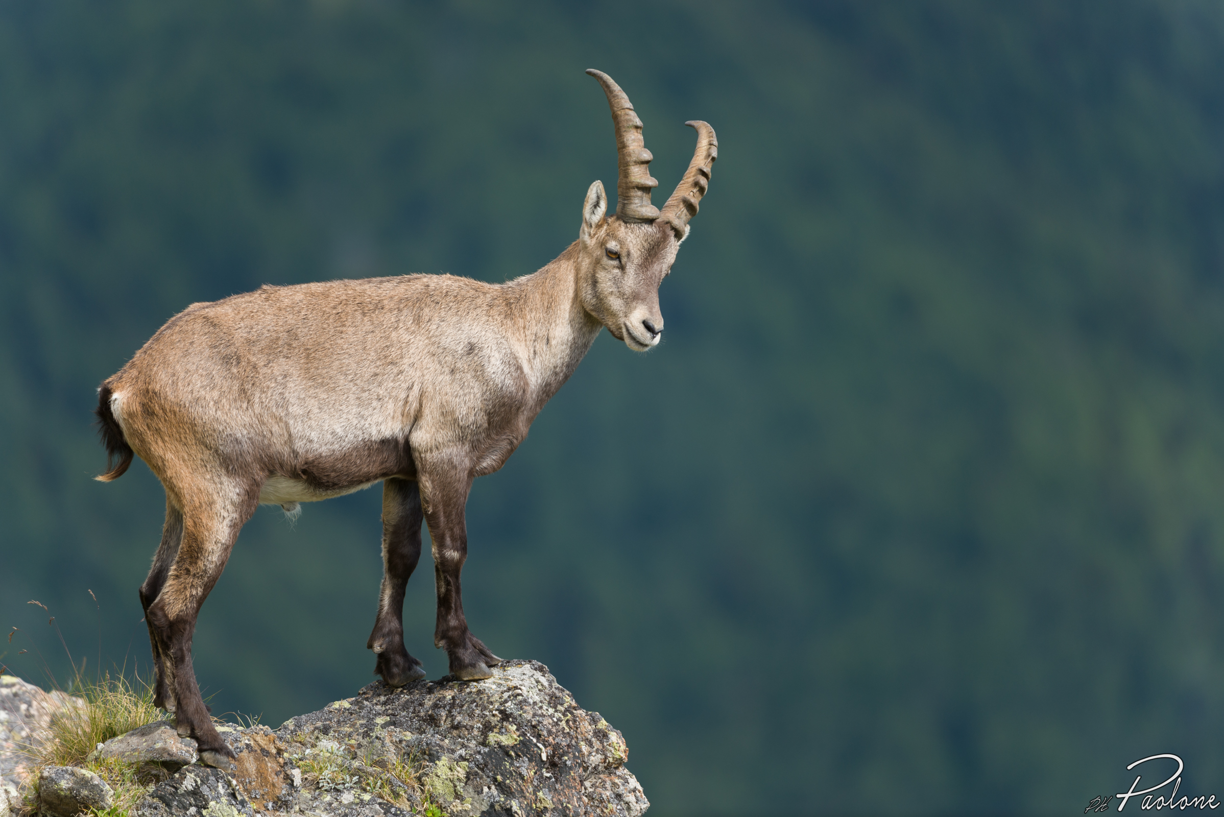 Ibex