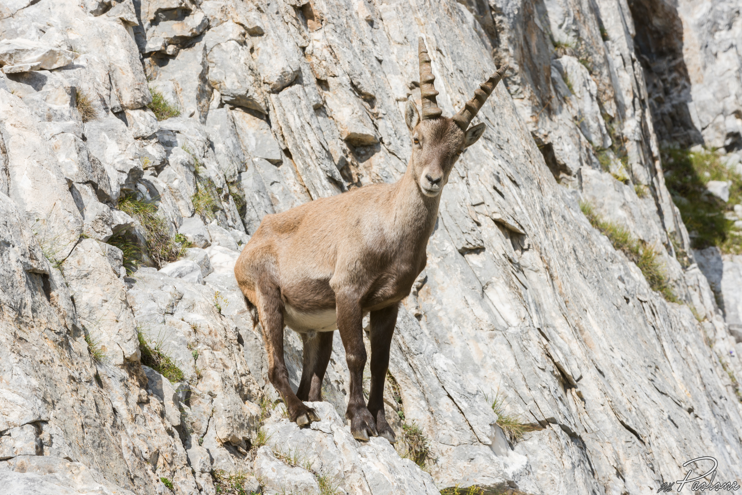 Ibex