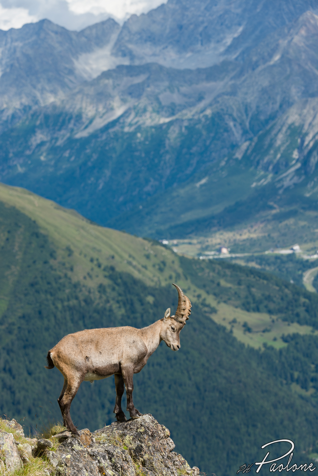 Stambecco with Tonale's step as background