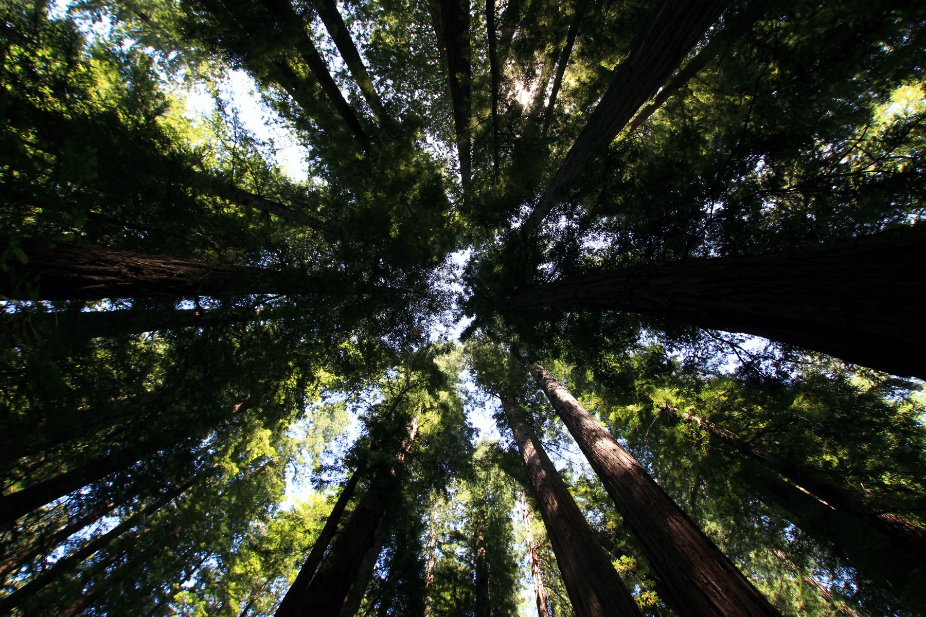 Surrounded by the tallest trees in the world