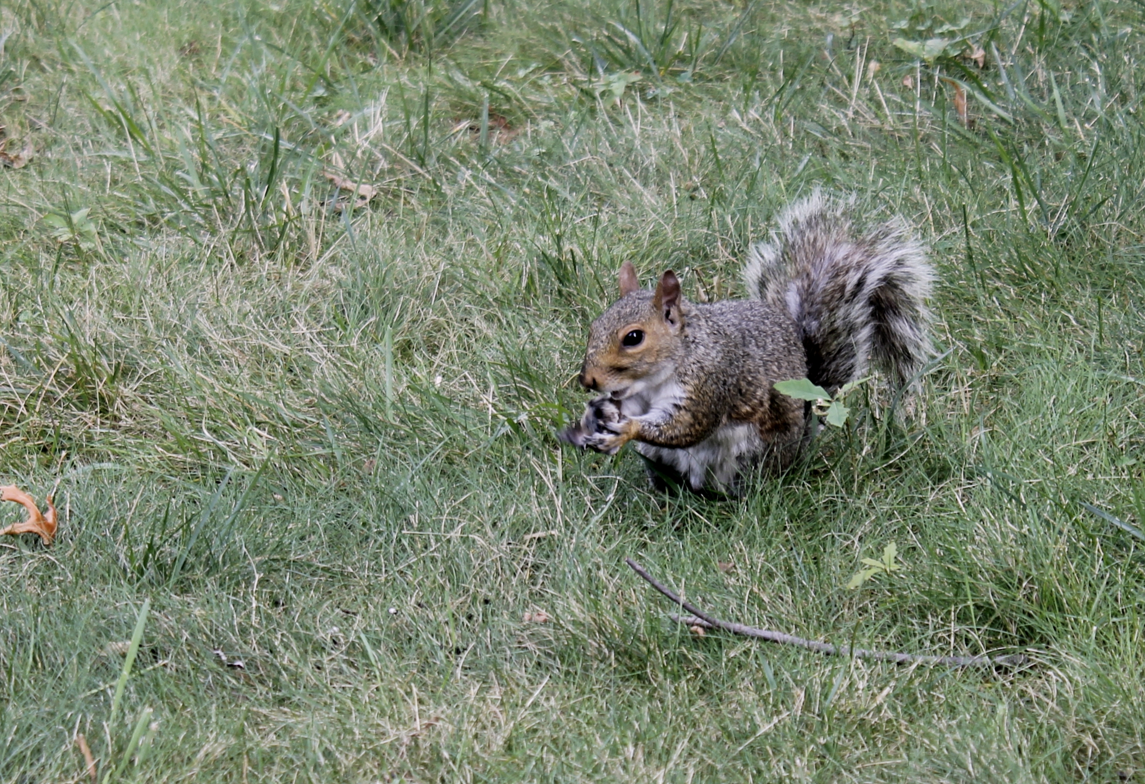 A squirrel at Central Park