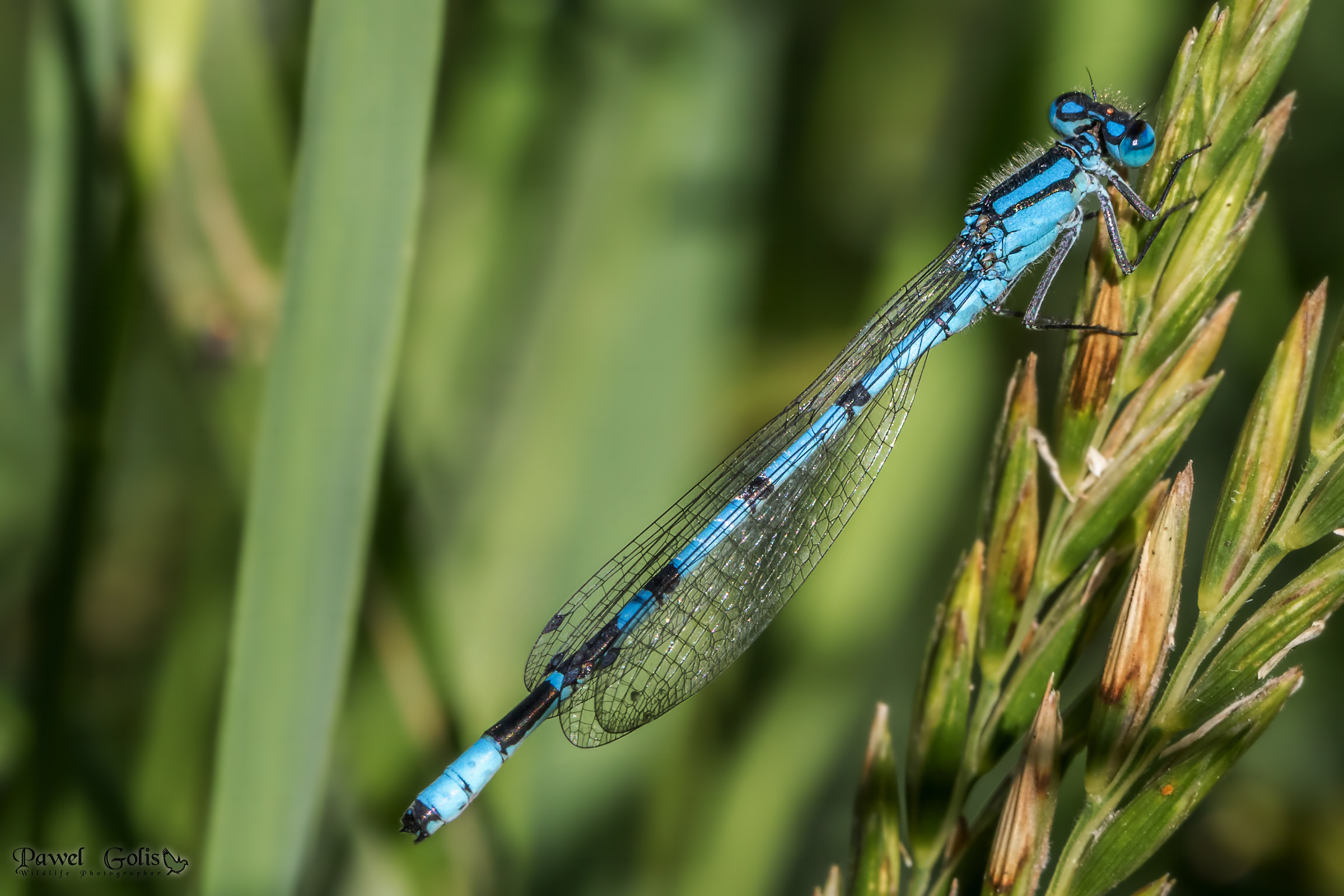 Common blue damselfly (Enallagma cyathigerum)