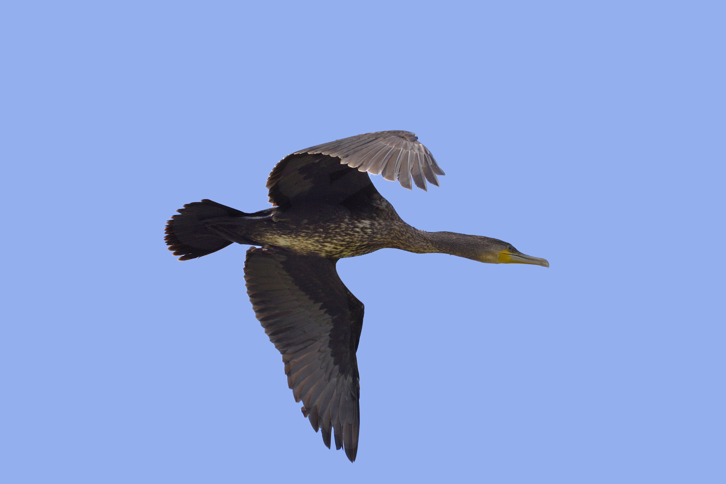 Passaggio di un cormorano