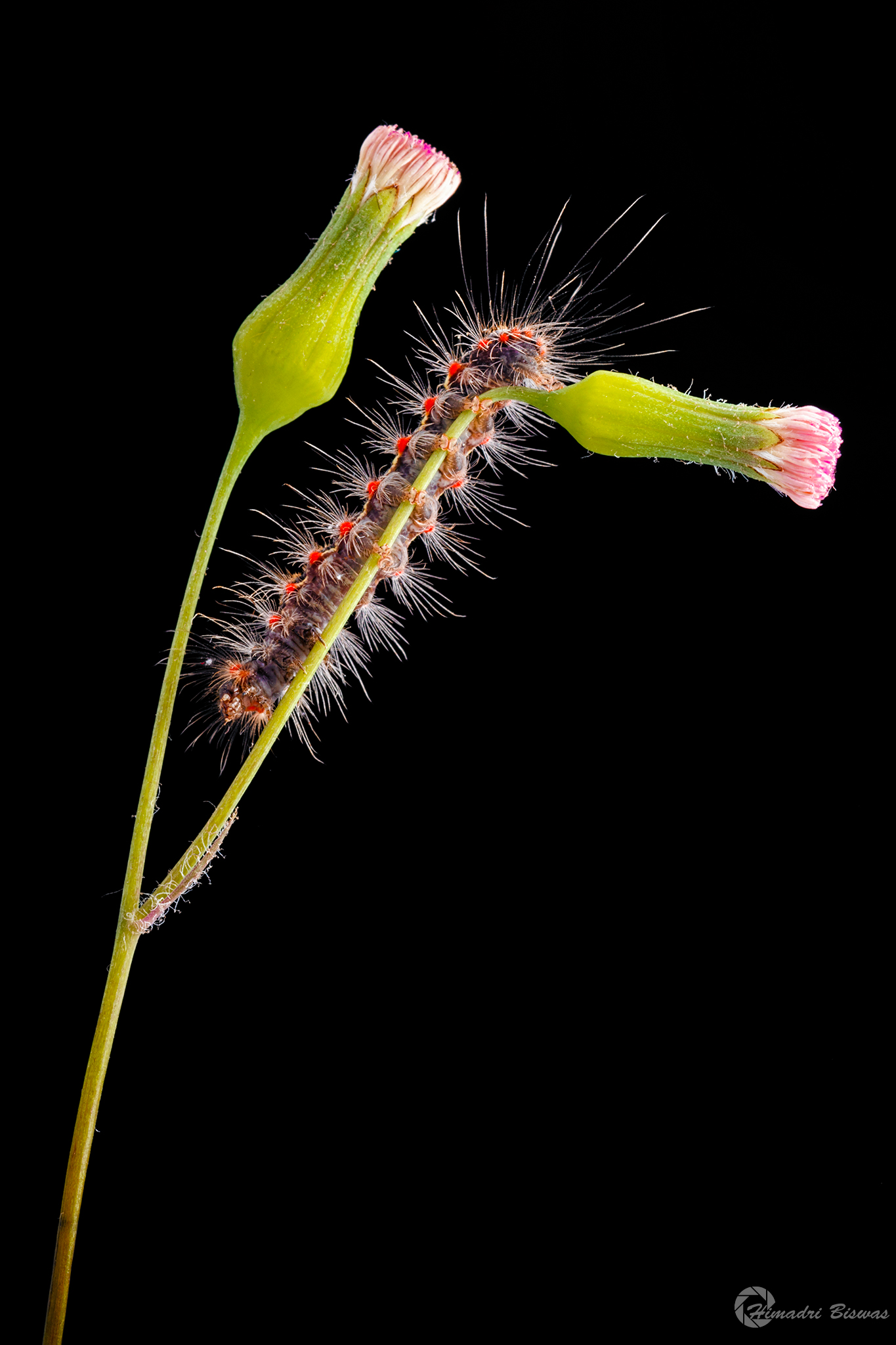 Caterpillar