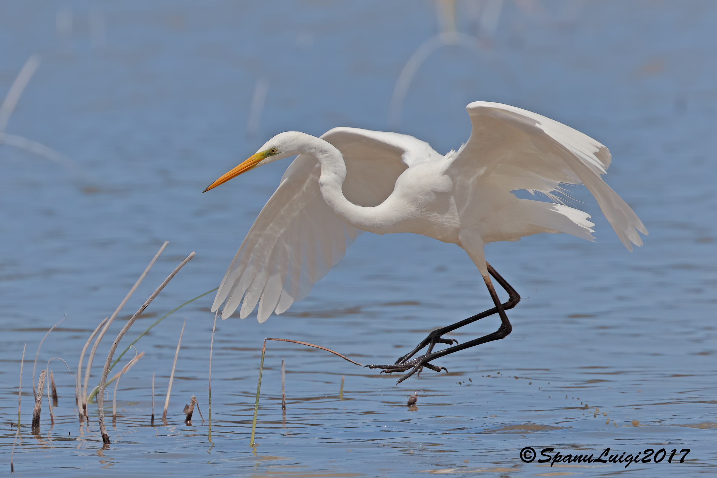 White Heron