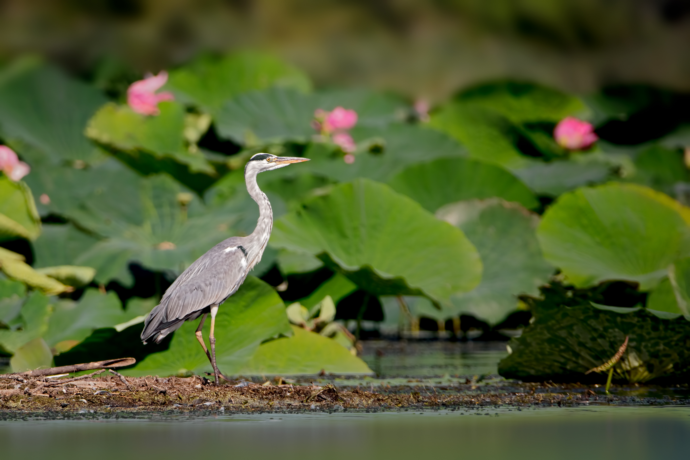Upper Lake of Mantua - Dating 2017