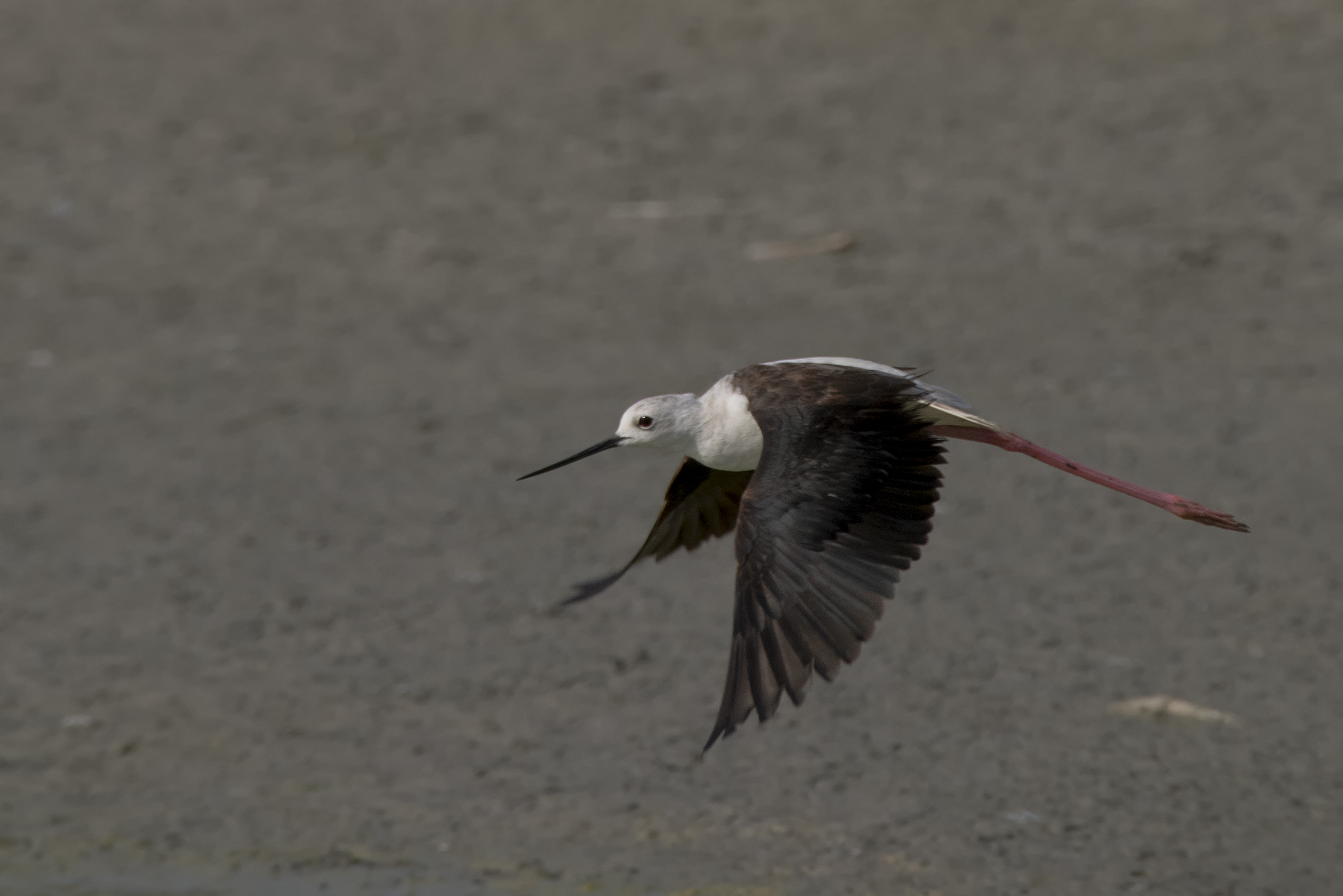 Cavaliere d'Italia in volo radente