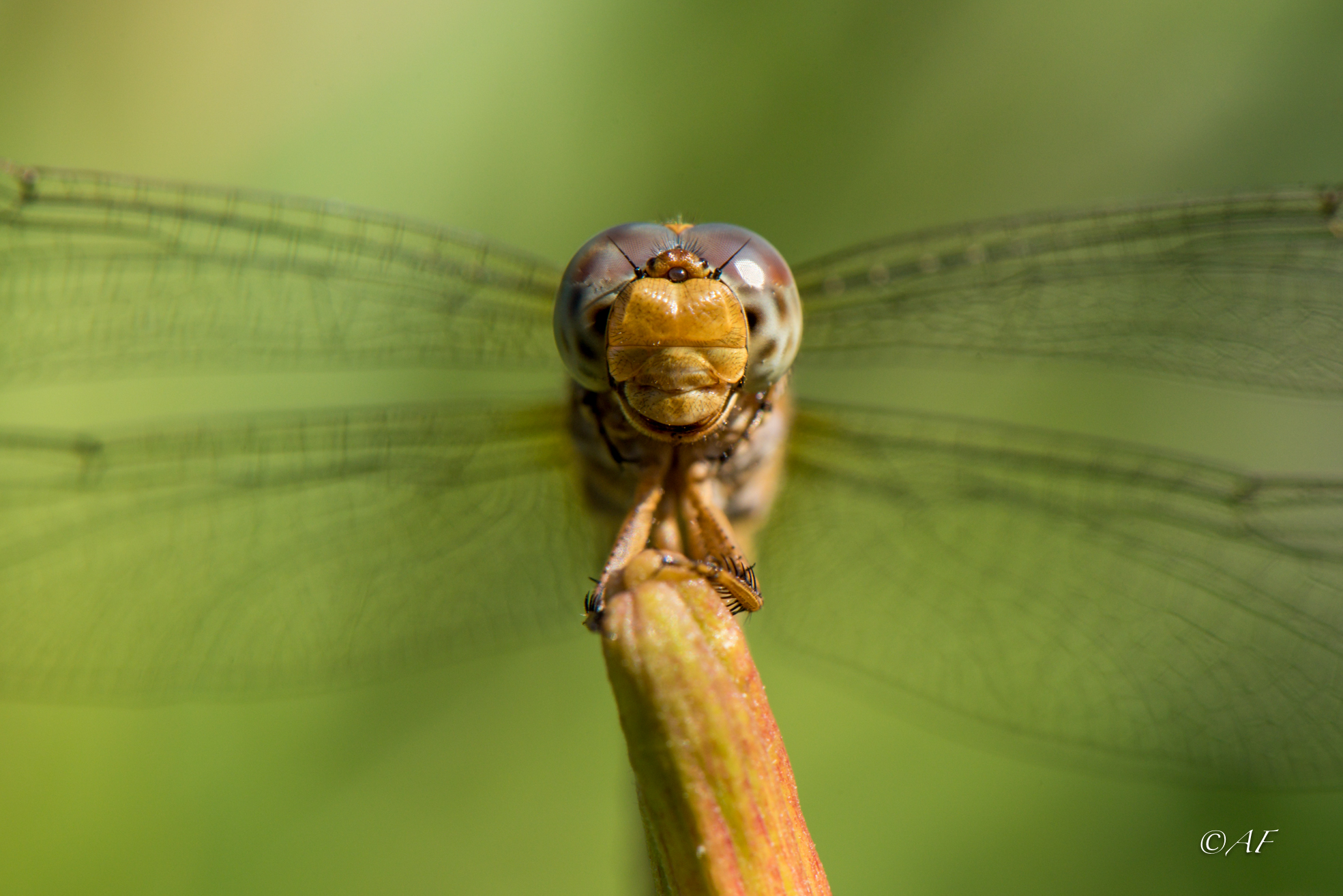 Dragonfly portrait