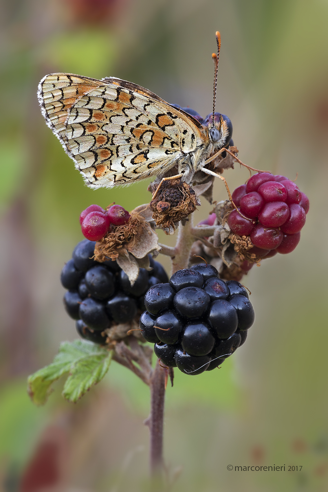 Melitaea didyma at sea