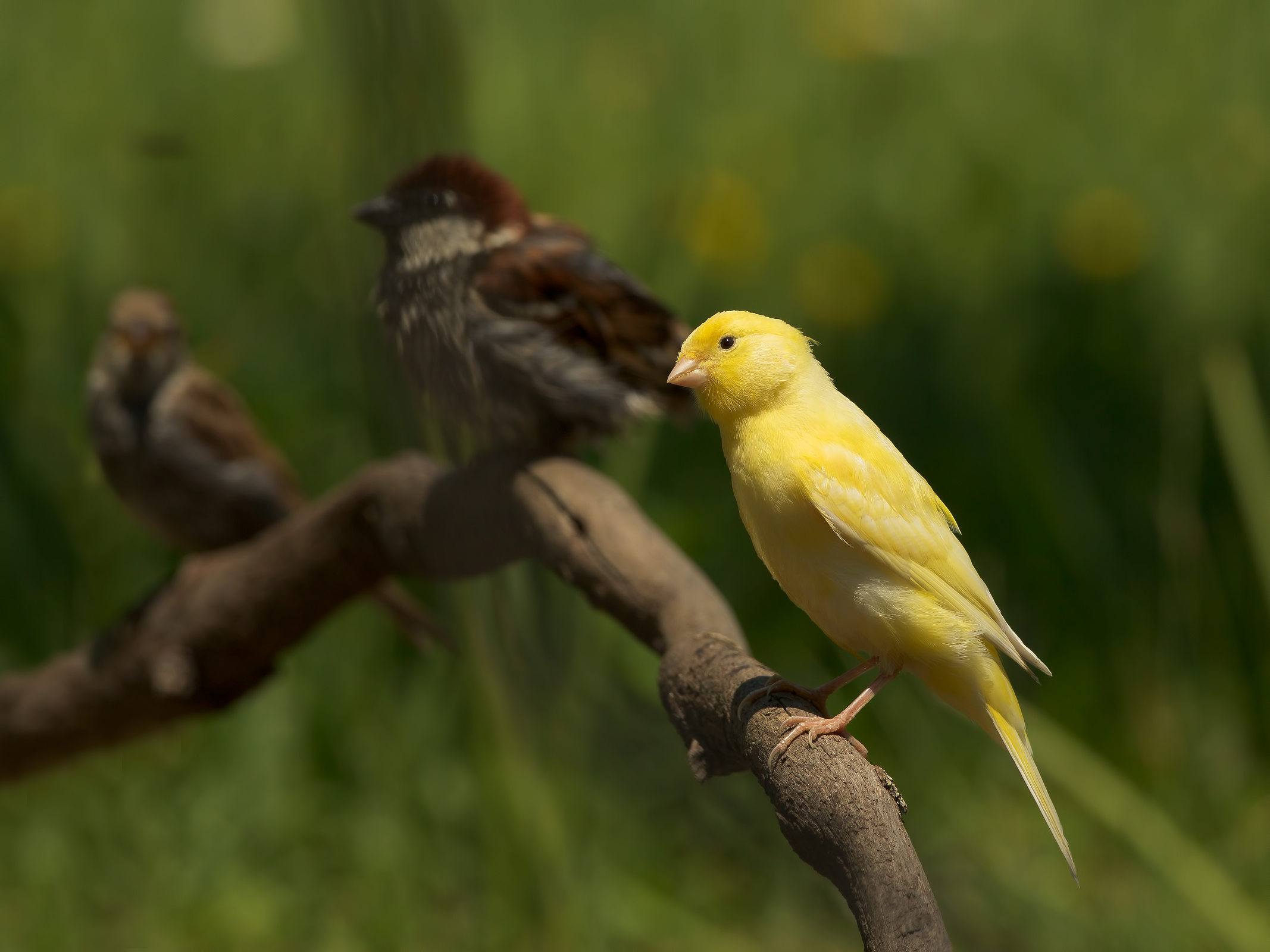 Men like the ... blondes!