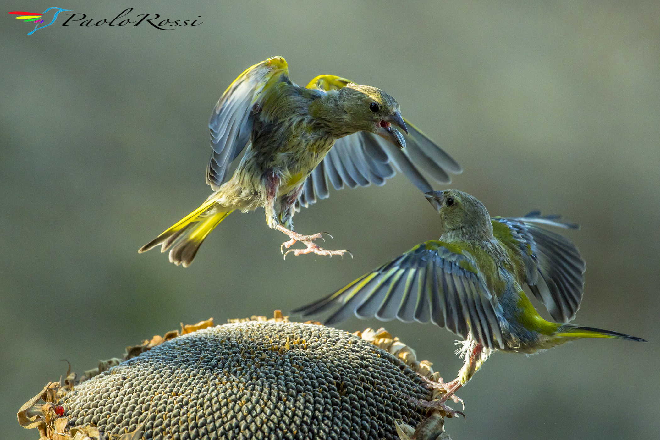 Duello all'ultimo...seme