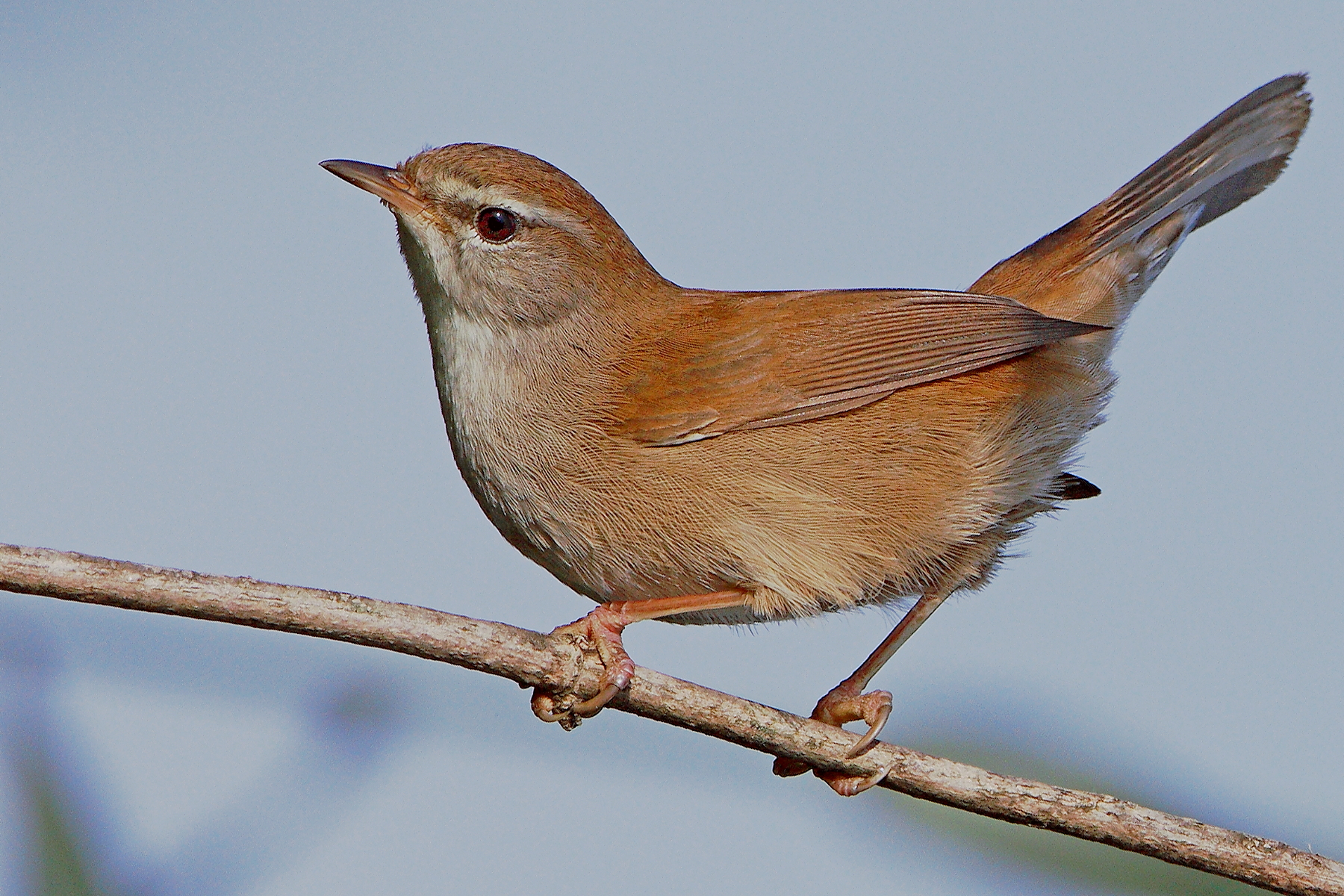 Ritratto Usignolo di fiume.