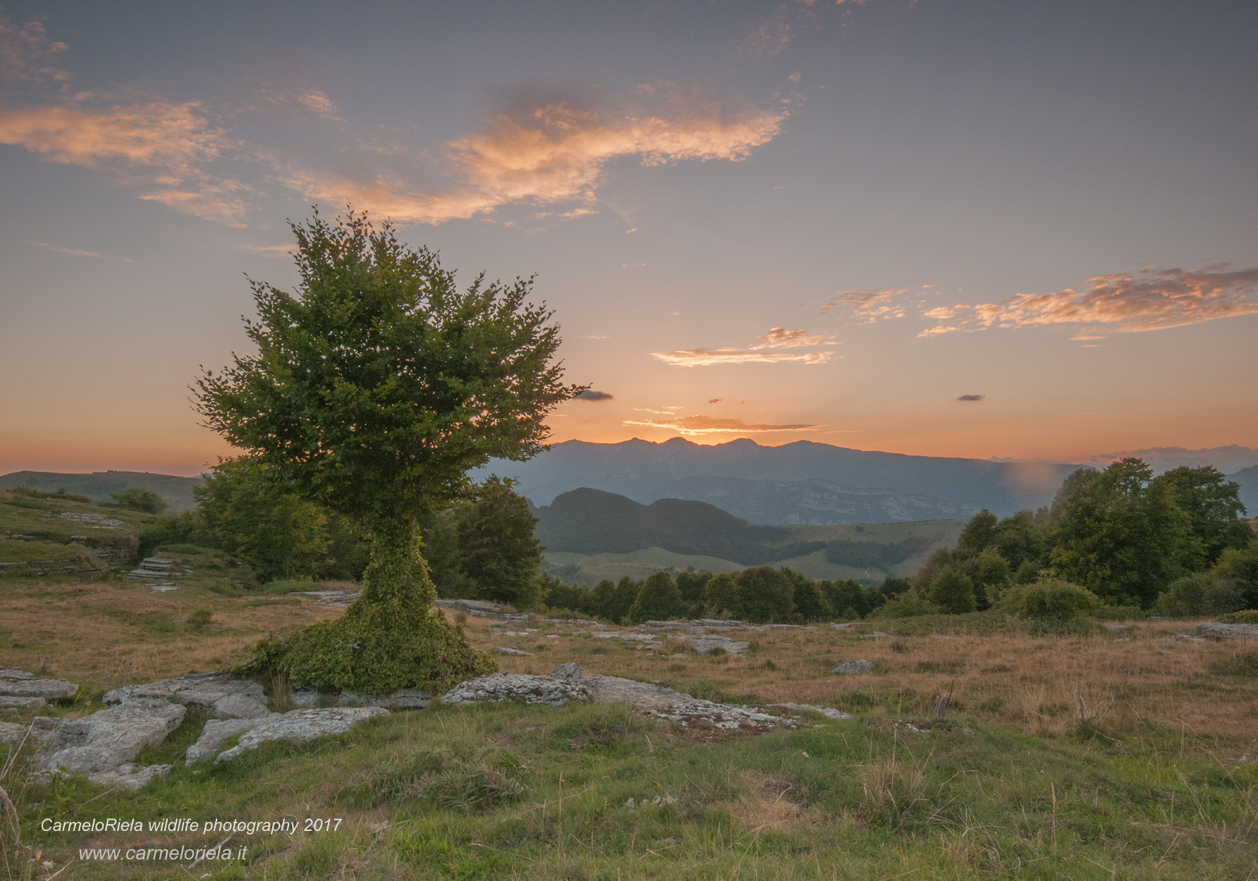 Albero in primo piano con Tramonto