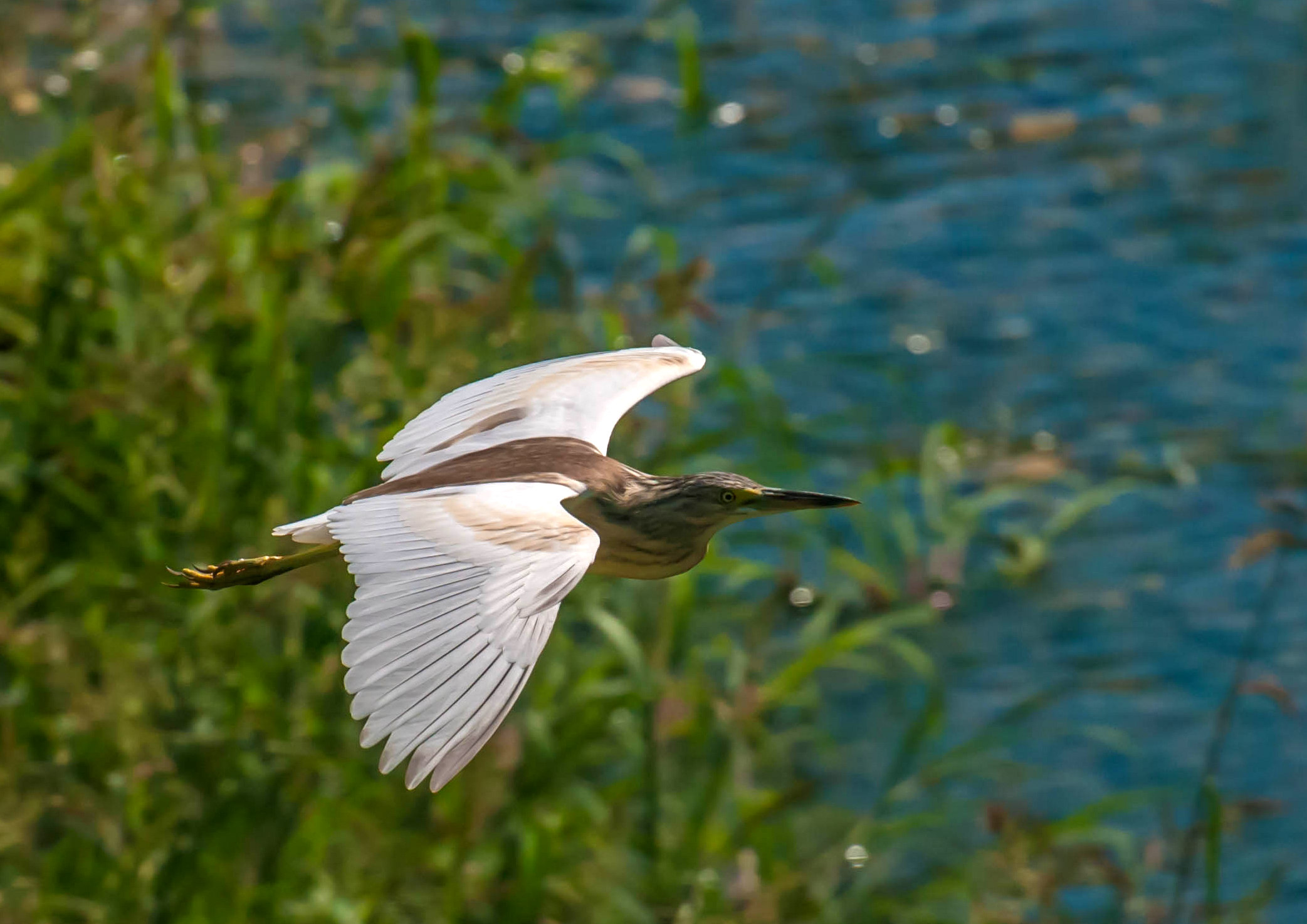 Sgarza tuft in flight