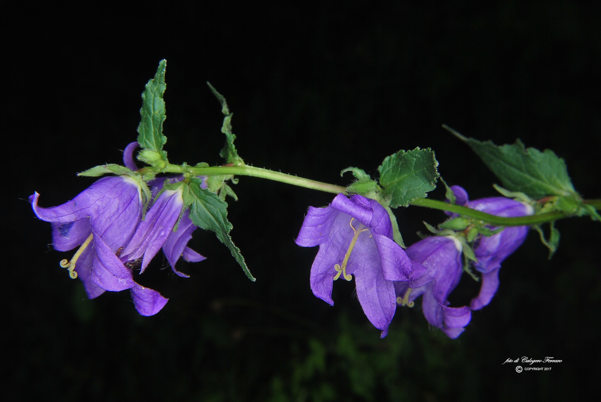 Plants of the life path Fiorano al Serio