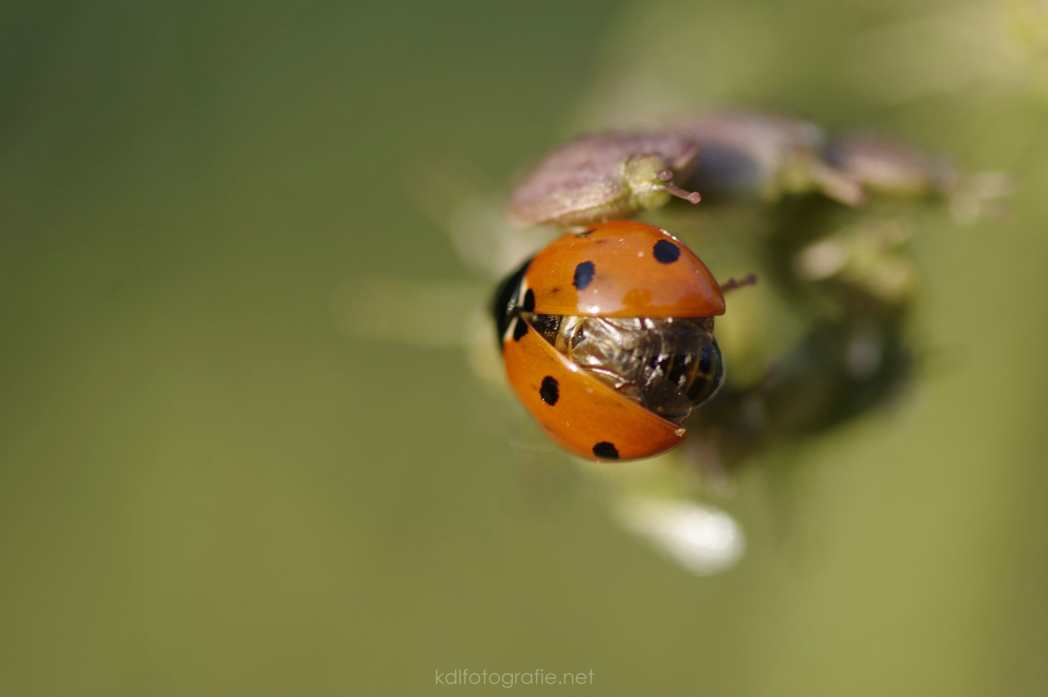 Coccinellidae