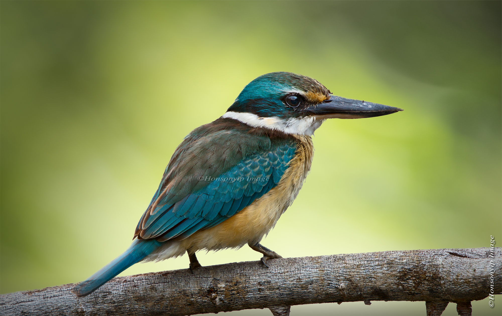 Sacred kingfisher