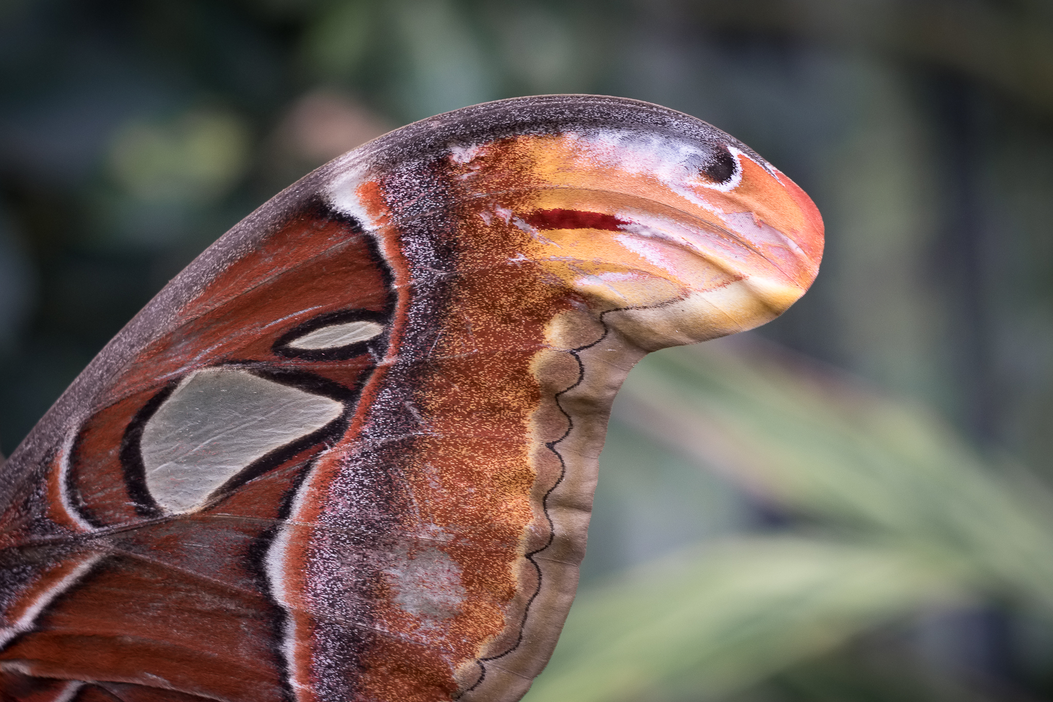 Cobra is not a snake ... but a wing of moth ...