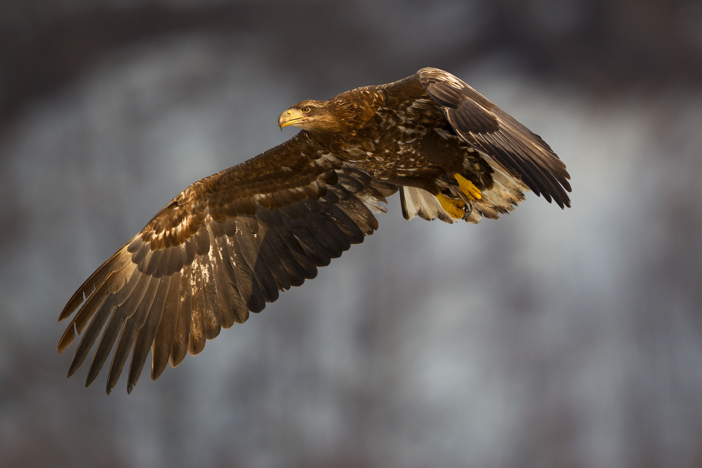 Aquila di mare codabianca