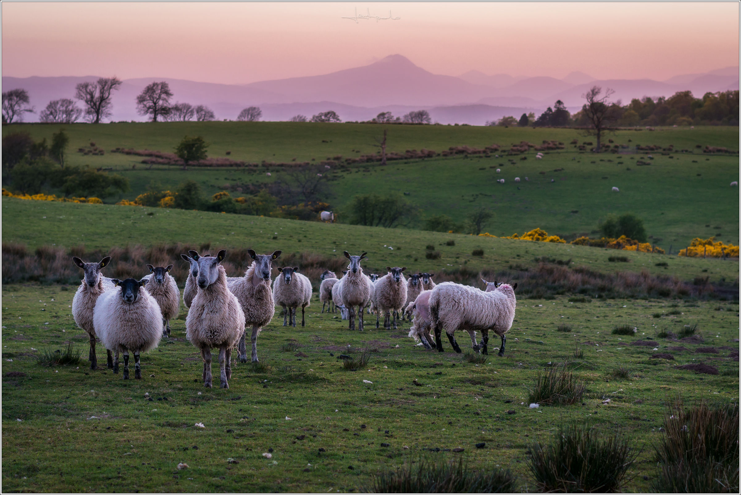 Pecore al crepuscolo