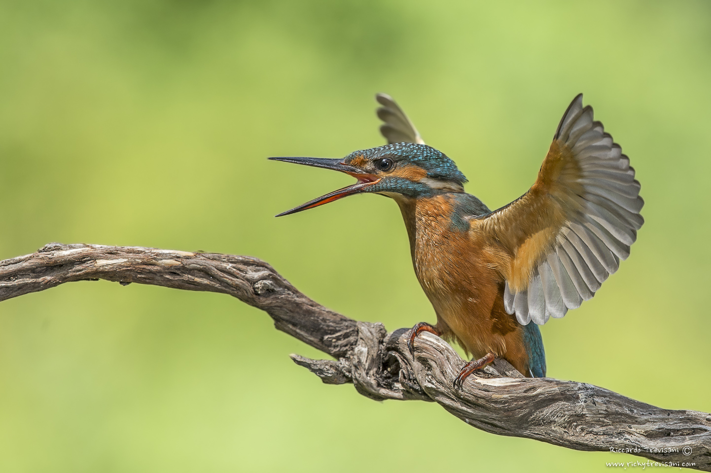 ungry kingfisher