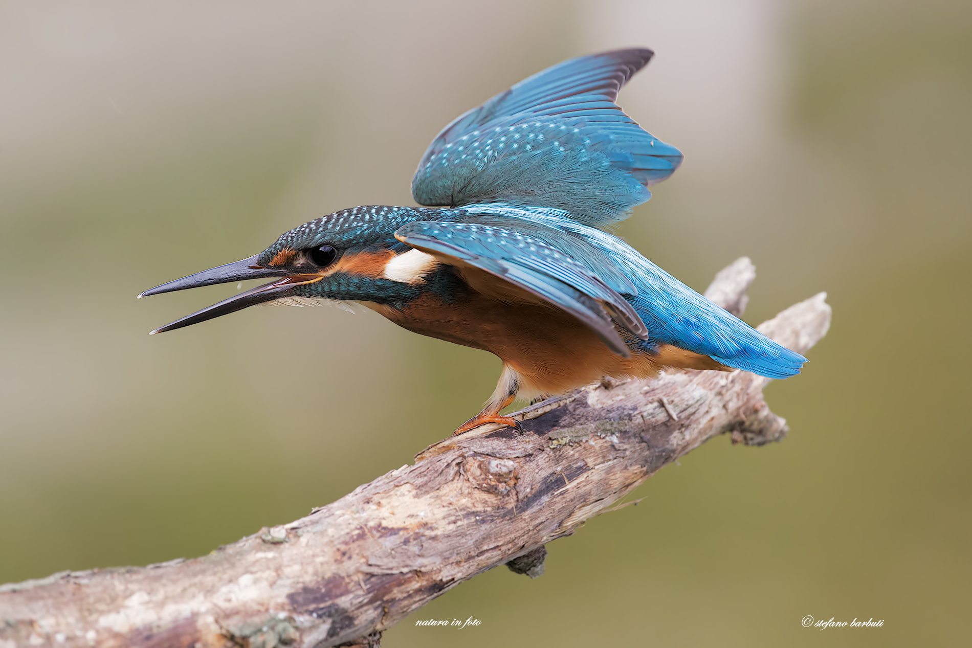 The stuka of nature ....