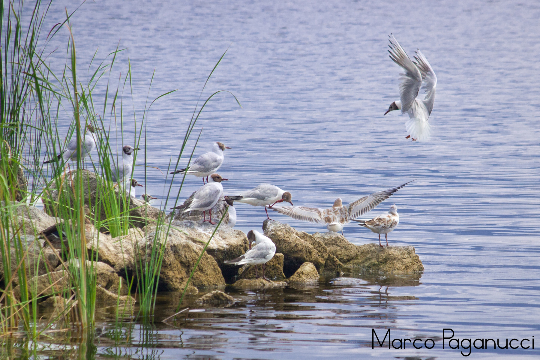 Vengo anch'io, no tu no