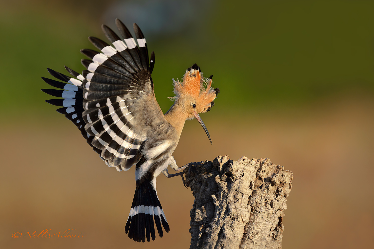 He sucks on the trunk