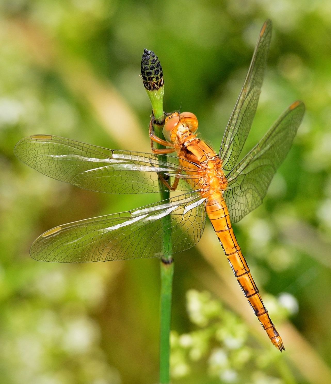 Libellula gialla