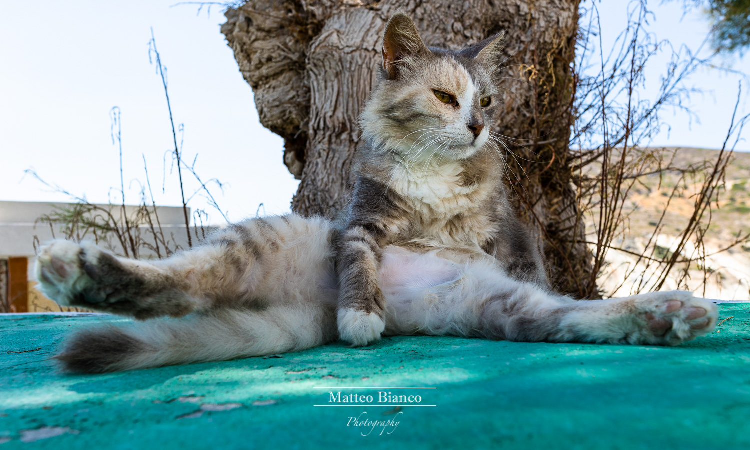 I'm a greek cat and you?