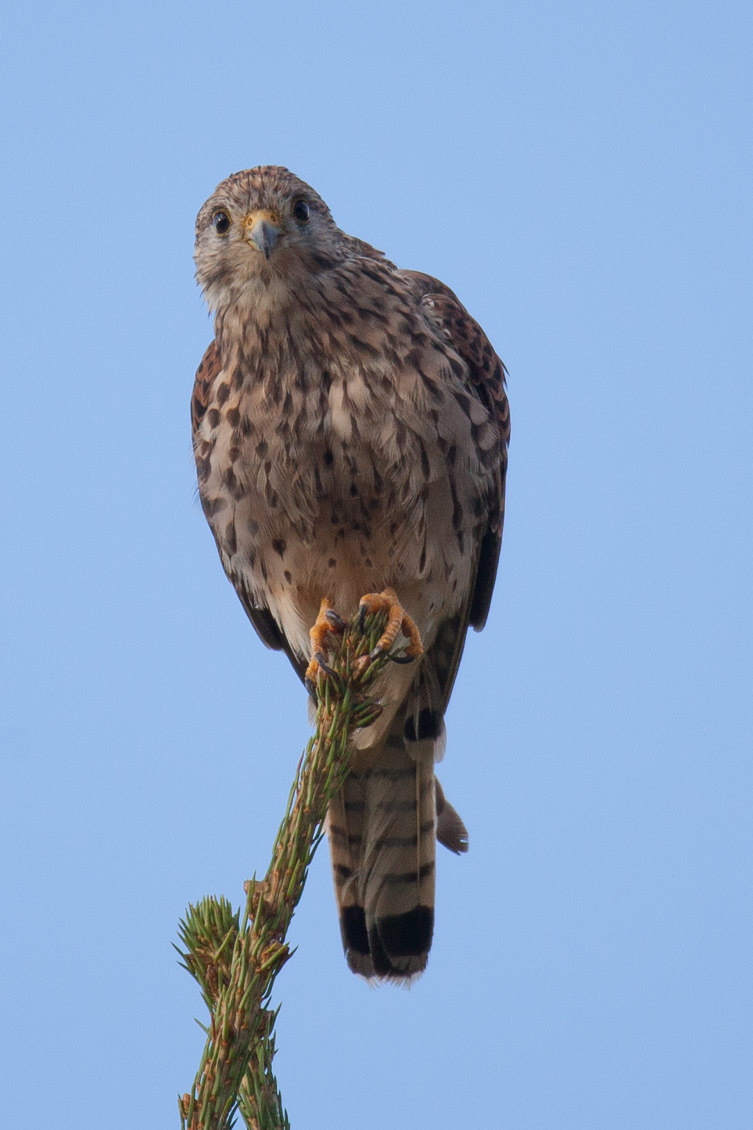 kestrel