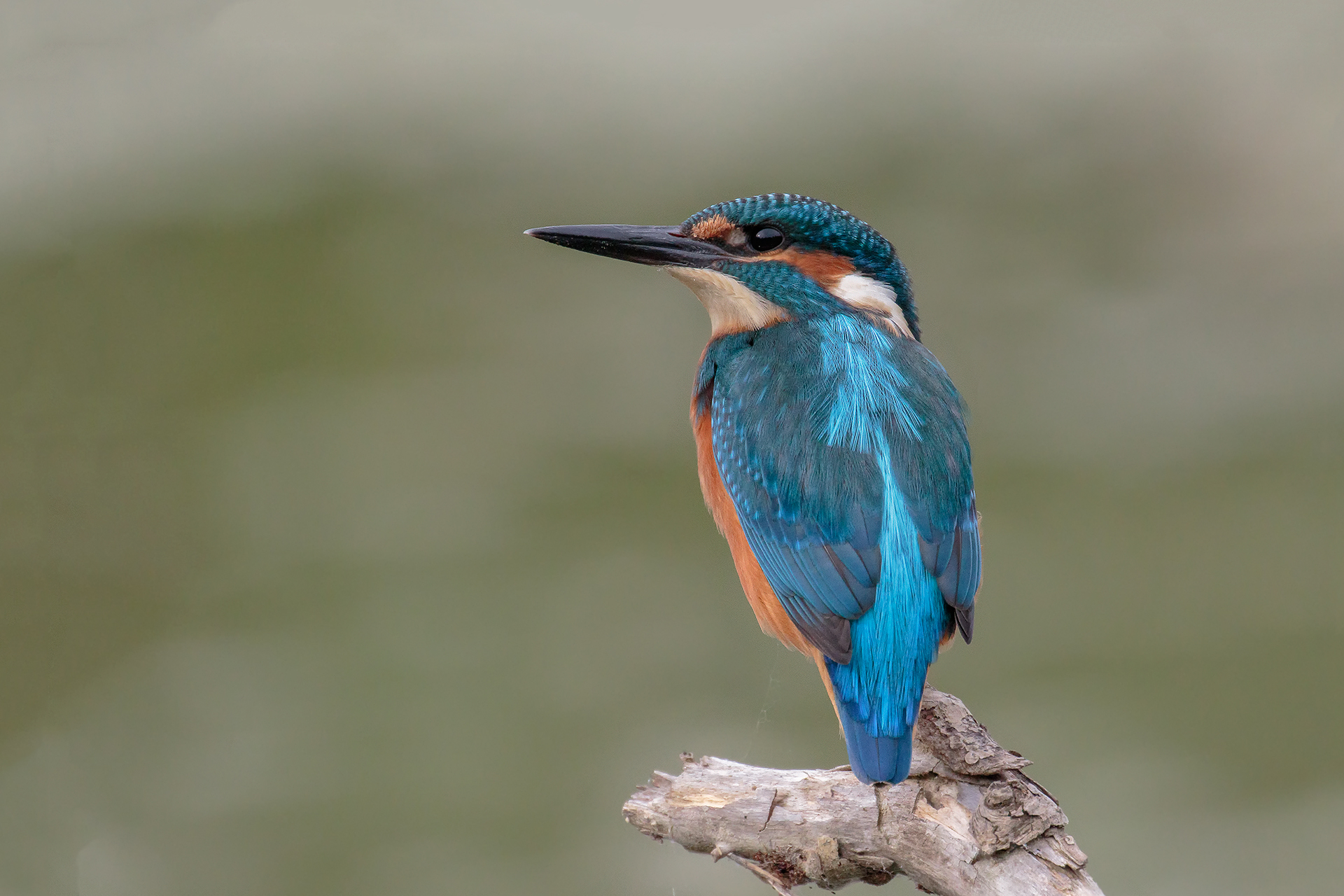 Kingfisher