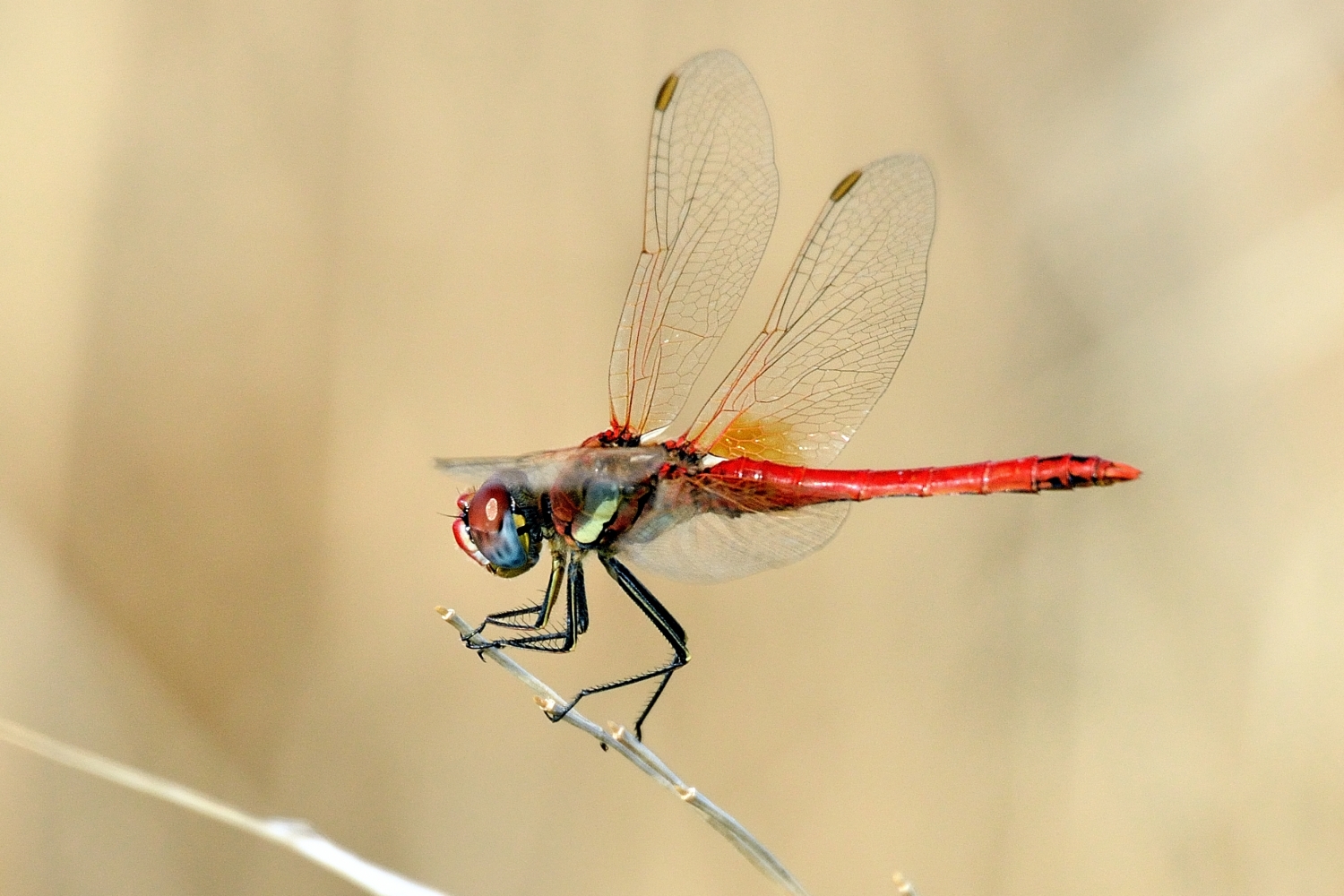 Red Dragonfly (Crocothemis erythraea)