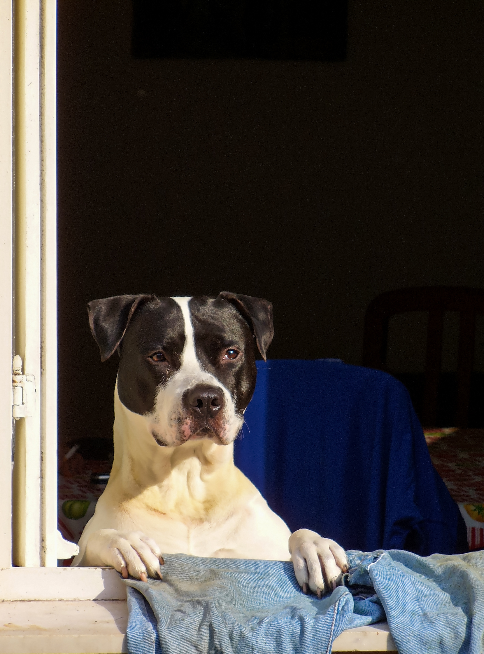 Canis lupus familiaris