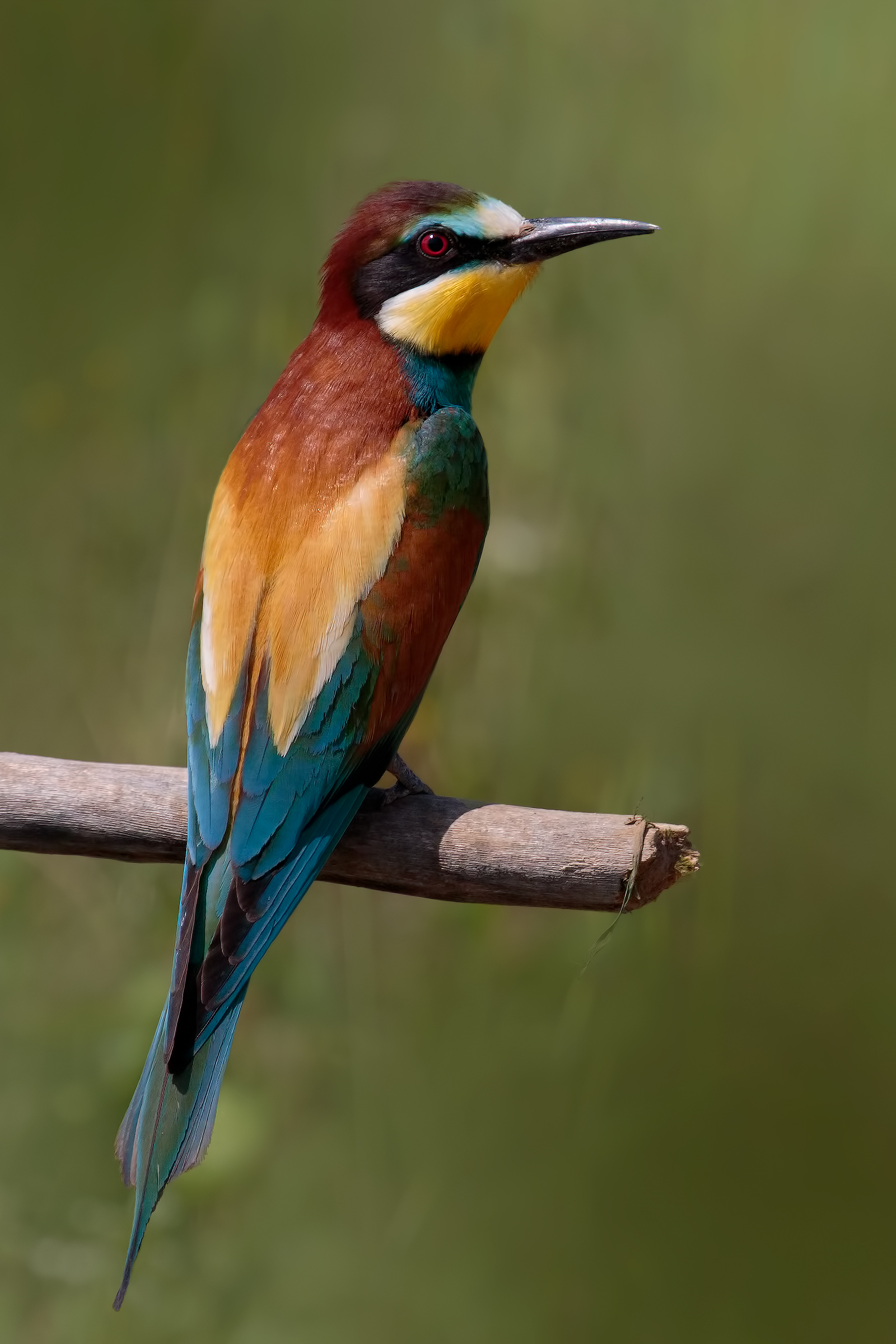 Gruccione (Merops apiaster)