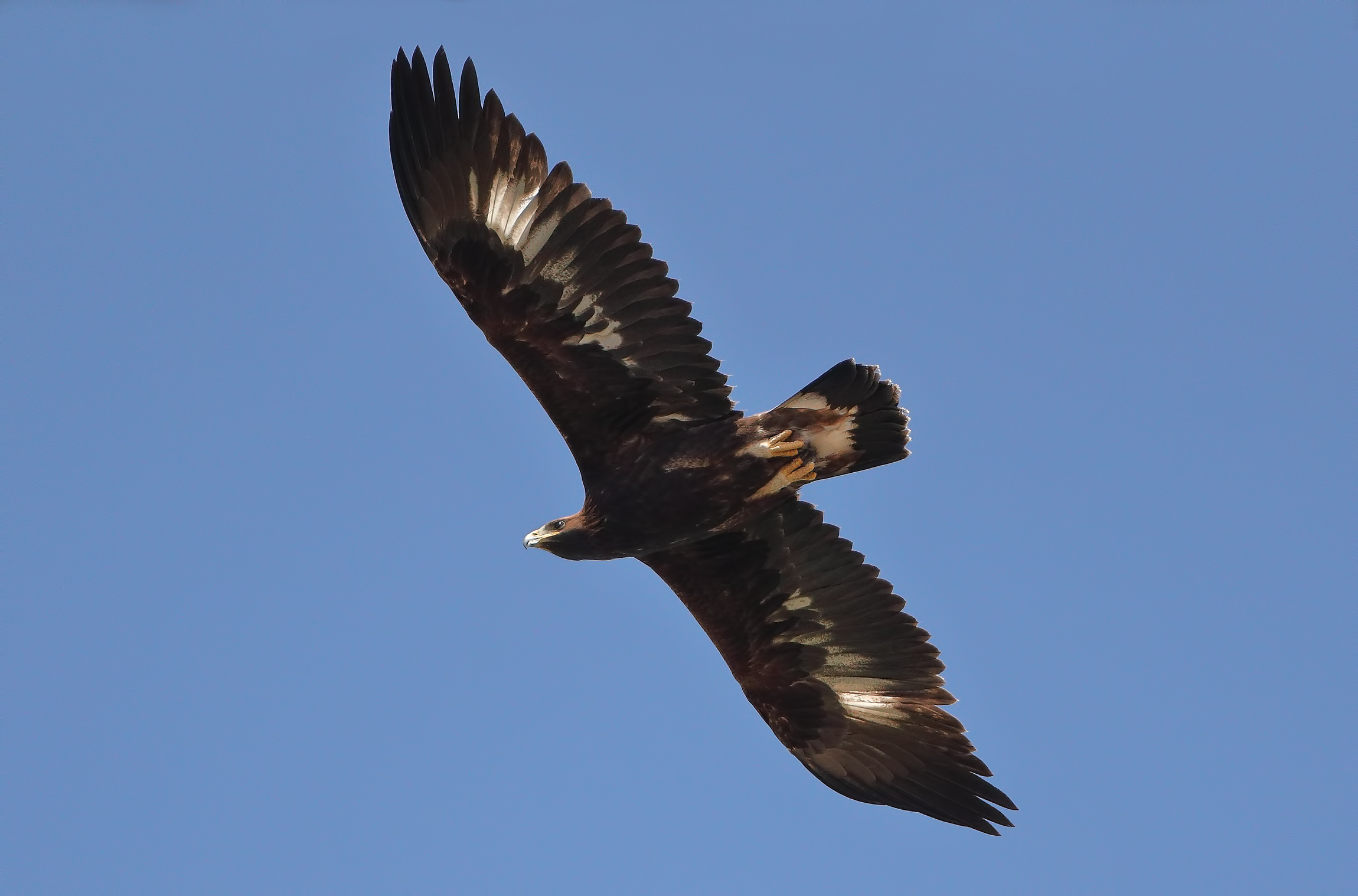 Giovane di aquila reale