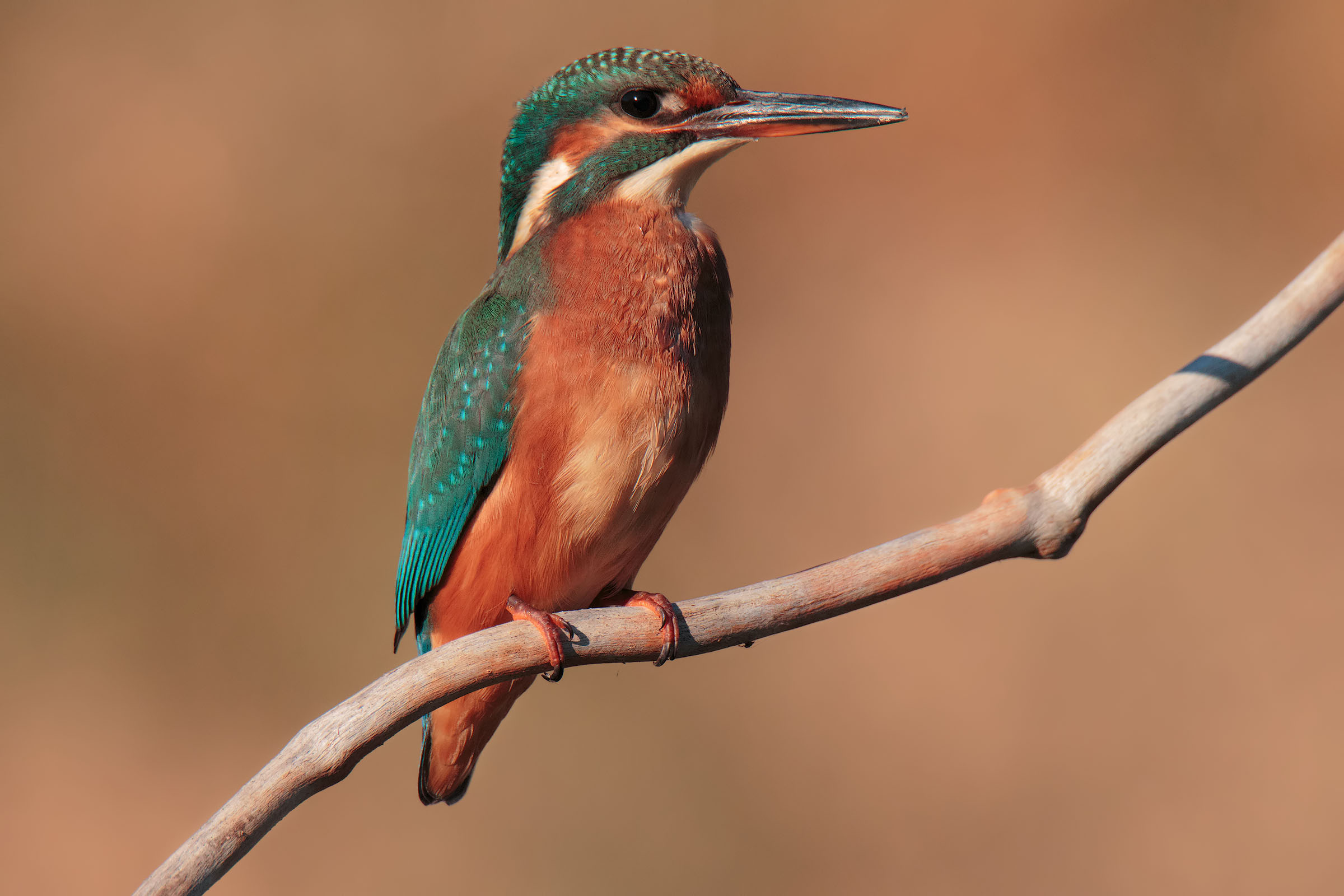 Martina (last lights)