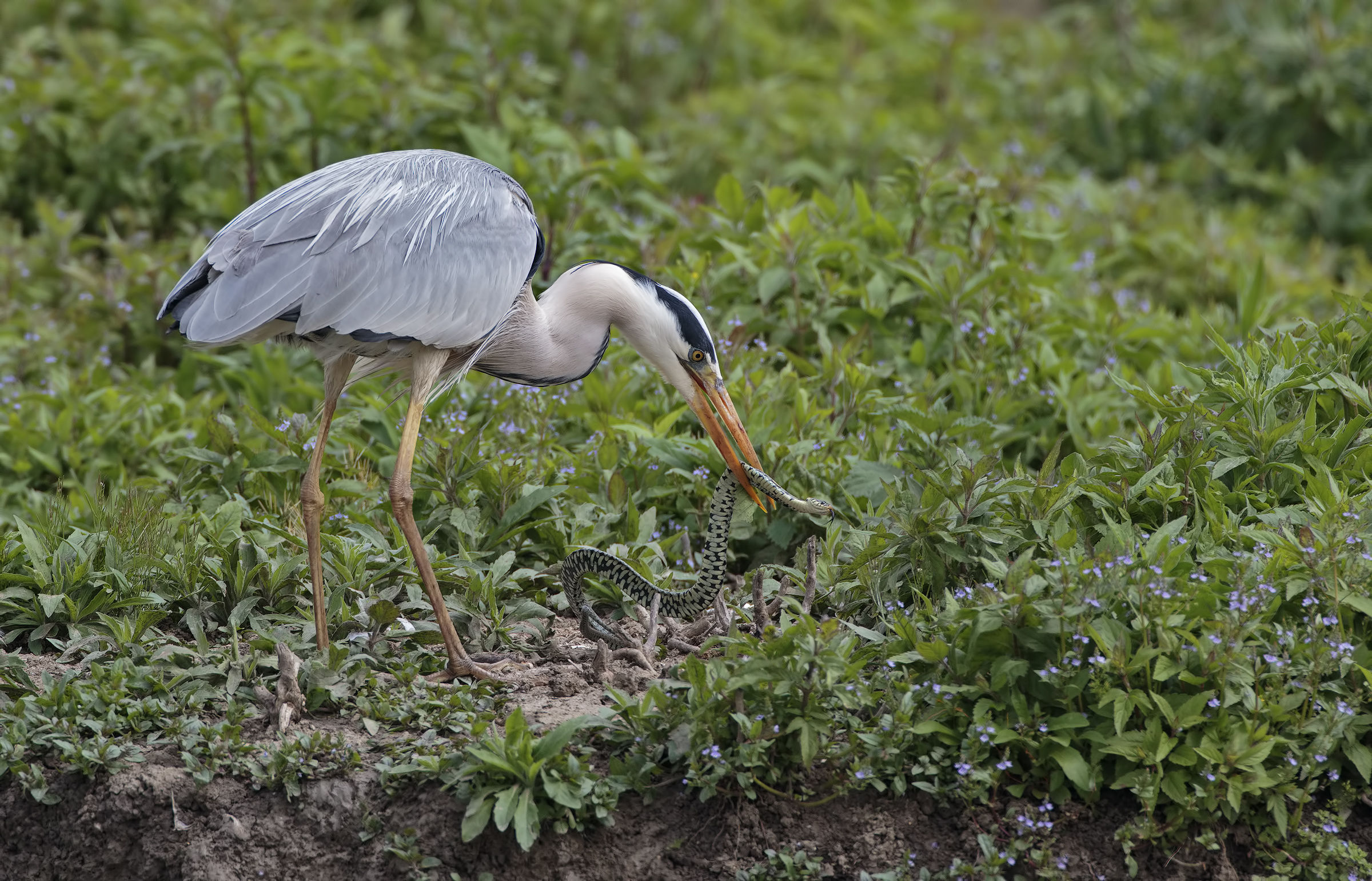 The heron and the natrix