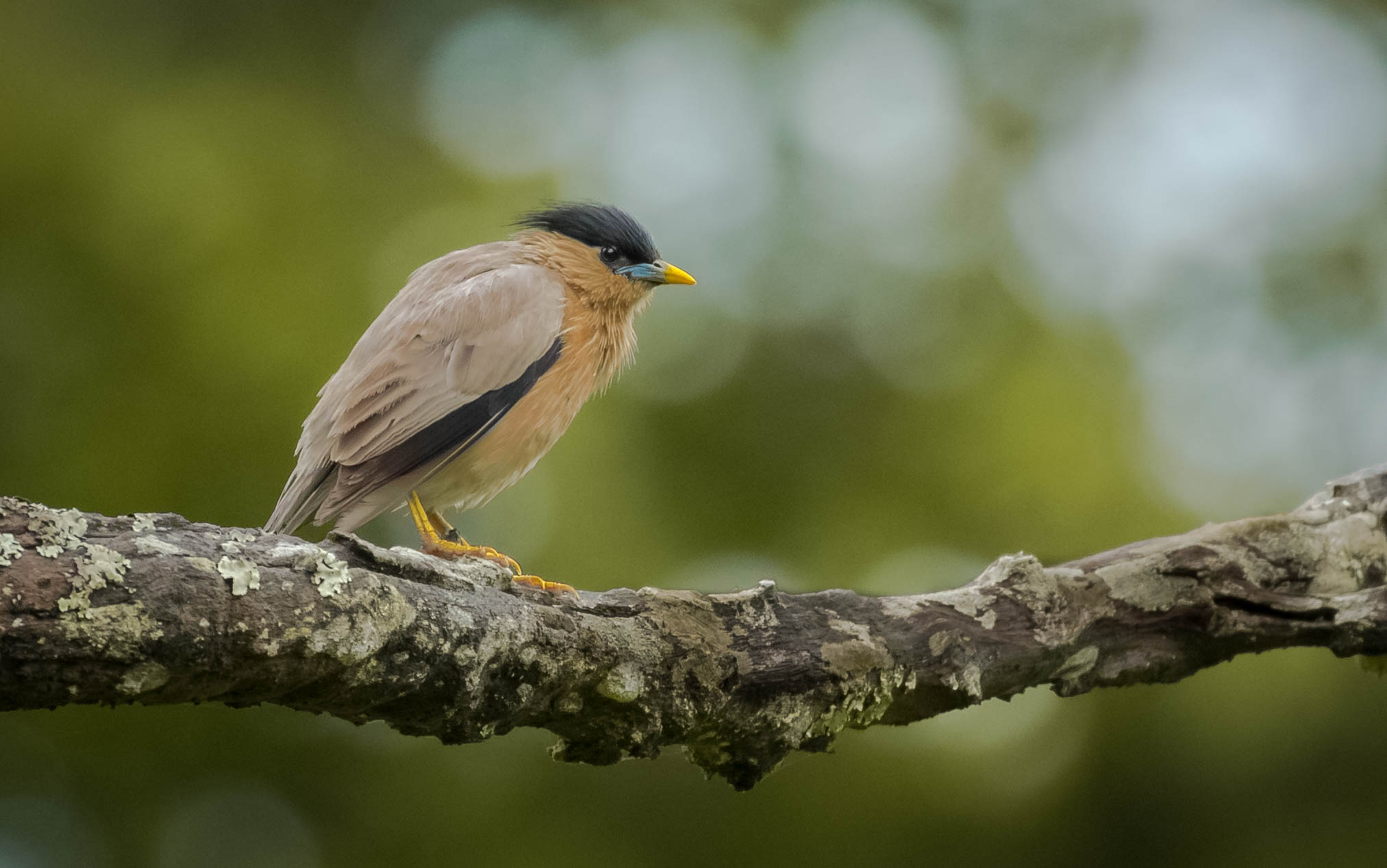 Brahminy Starling