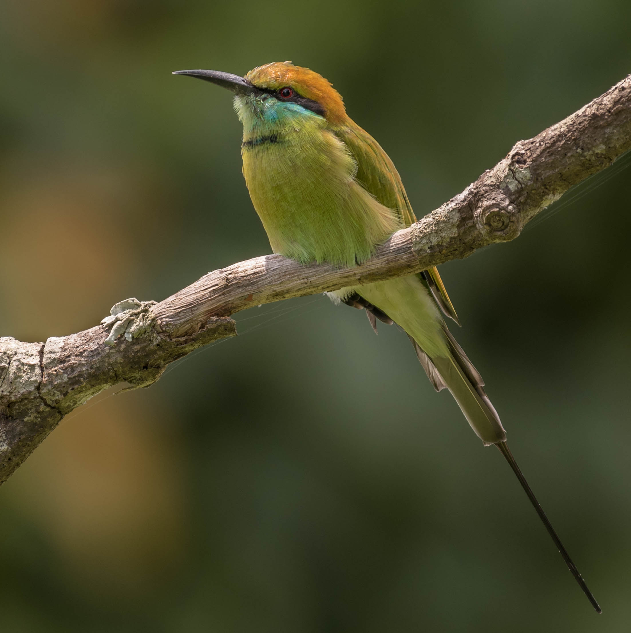 Green bee-eater
