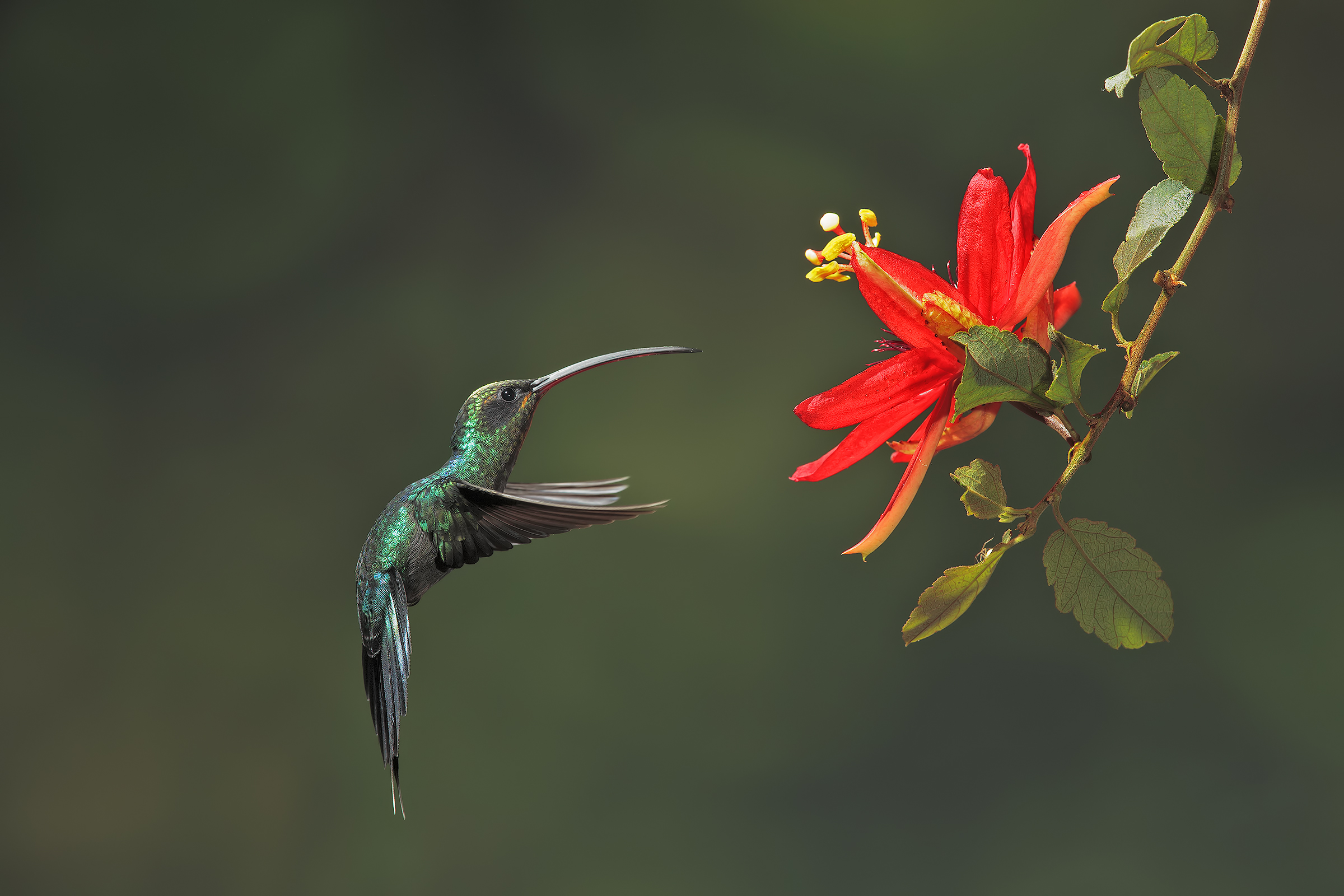 Green Hermit Hummingbird
