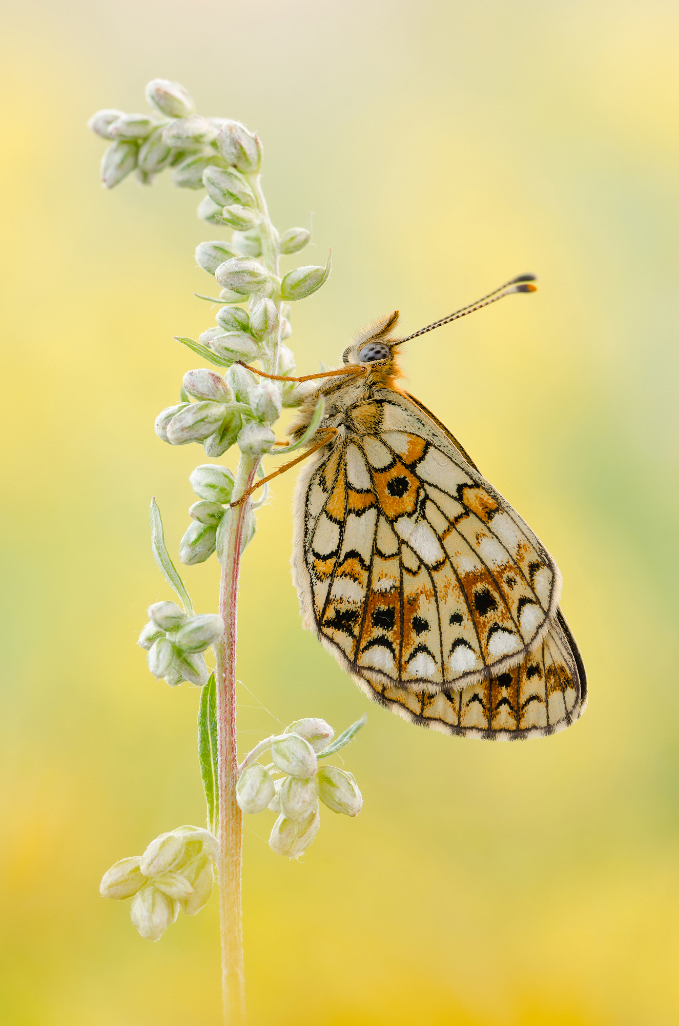 Boloria selene