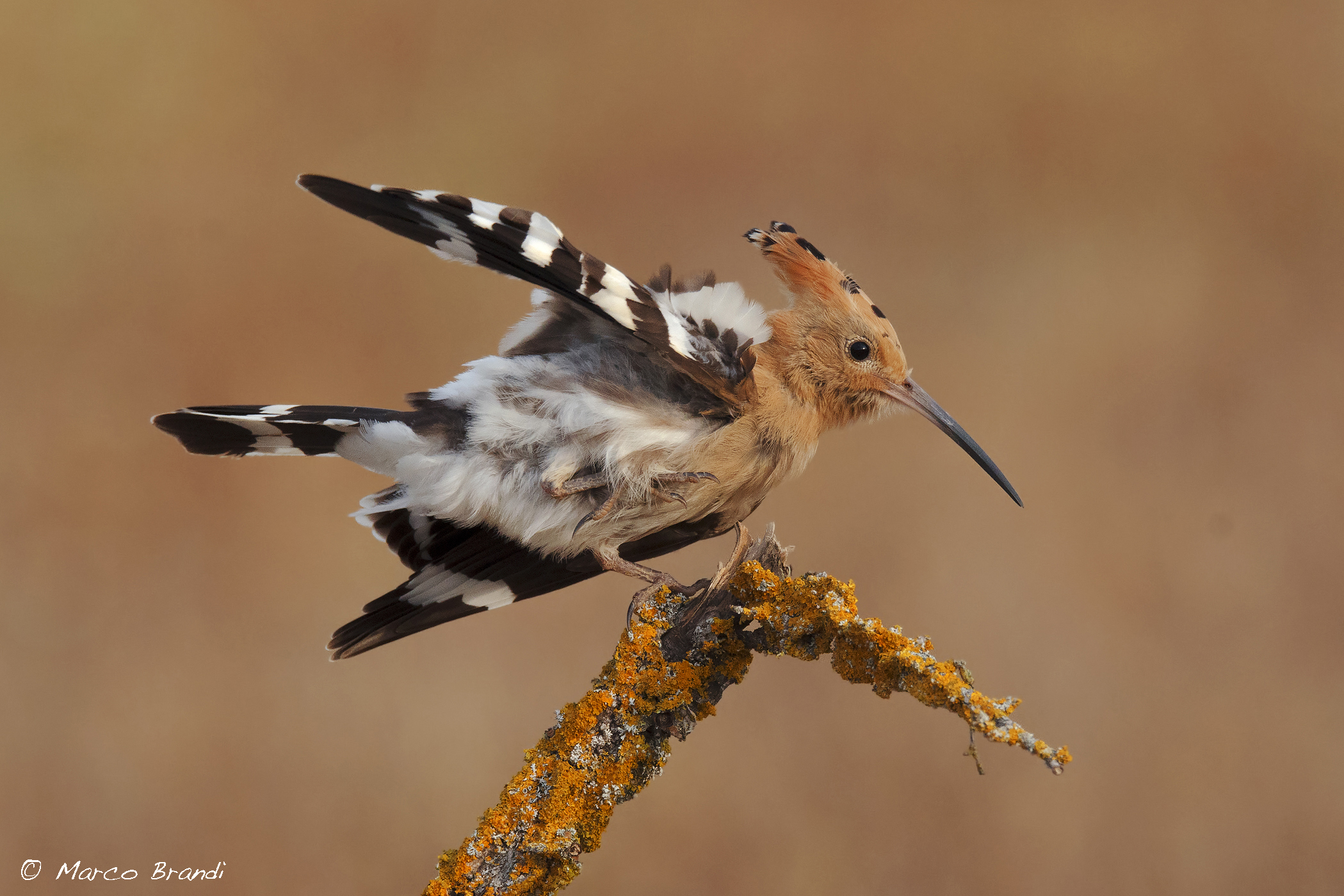 Atterraggio difficoltoso